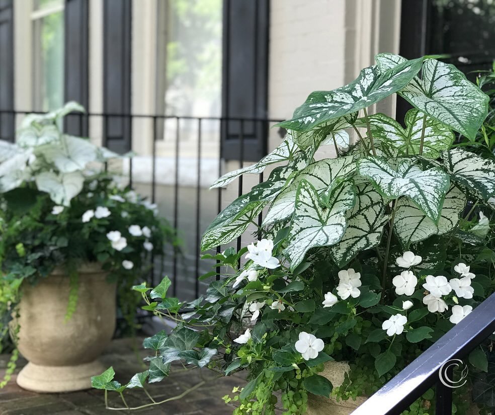 Looking for white flowers and foliage for Summer container gardens? Swipe ➡️ to see a few of my favorites! Plant names below:

Photo 1: Impatiens, &lsquo;White Christmas&rsquo; Caladium (Shade)
Photo 2: Babywing Begonias (Part Shade)
Photo 3: Diplade