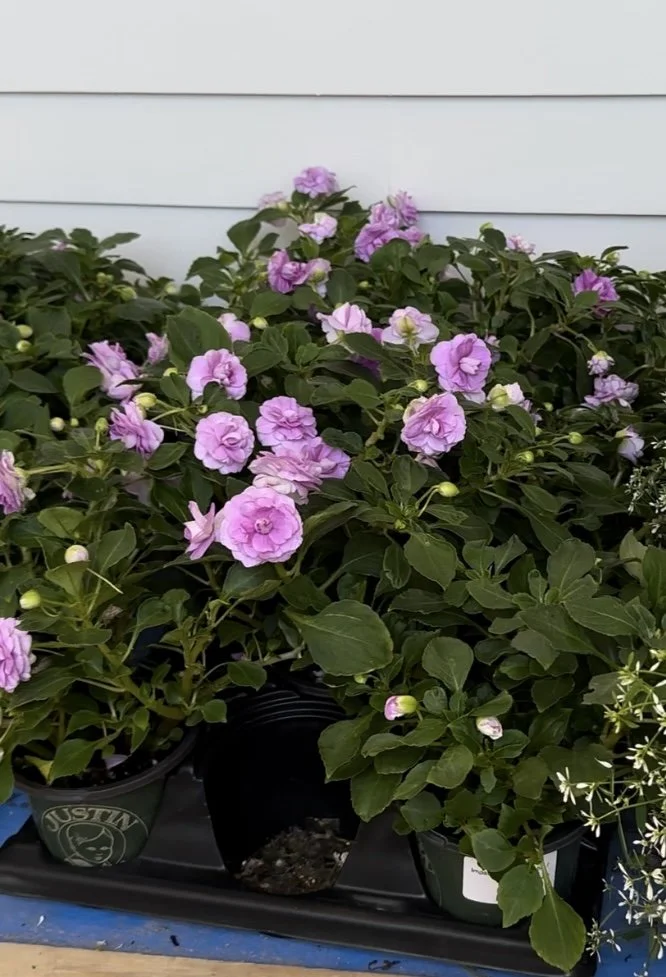 Lavender Double Impatiens
