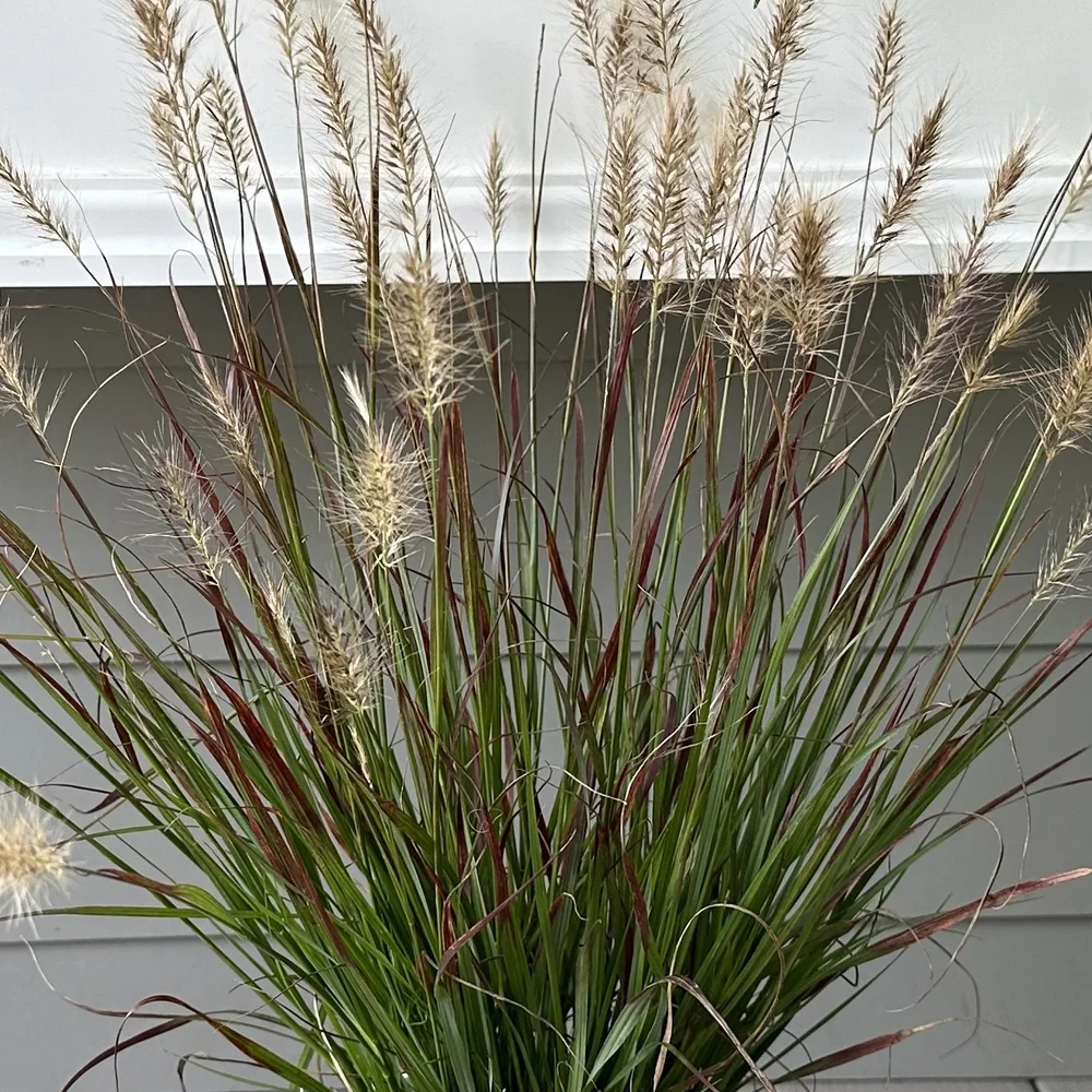 Fountain Grass