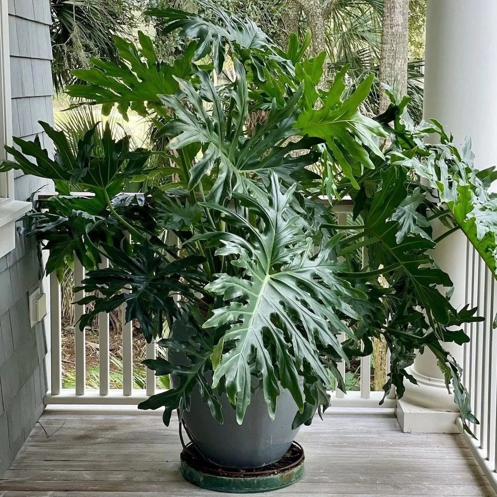 Split Leaf Philodendron