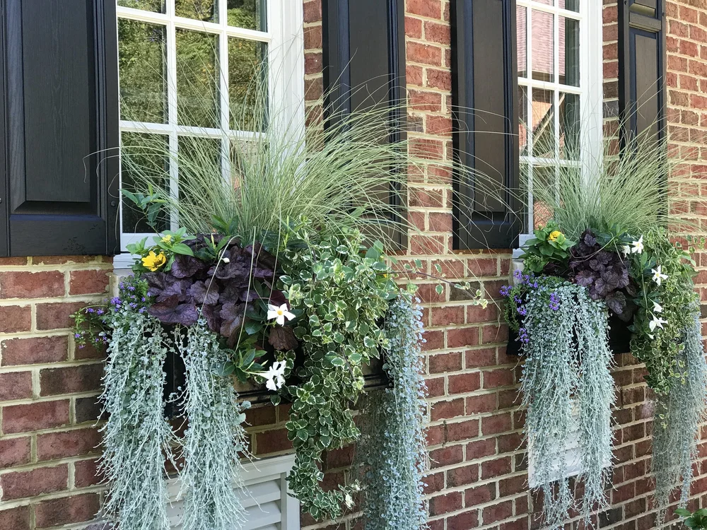 'Morning Light' Maiden Grass 