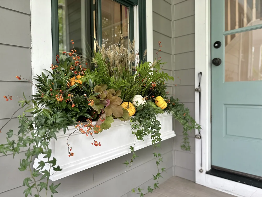 Prairie Winds® 'Desert Plains' Fountain Grass