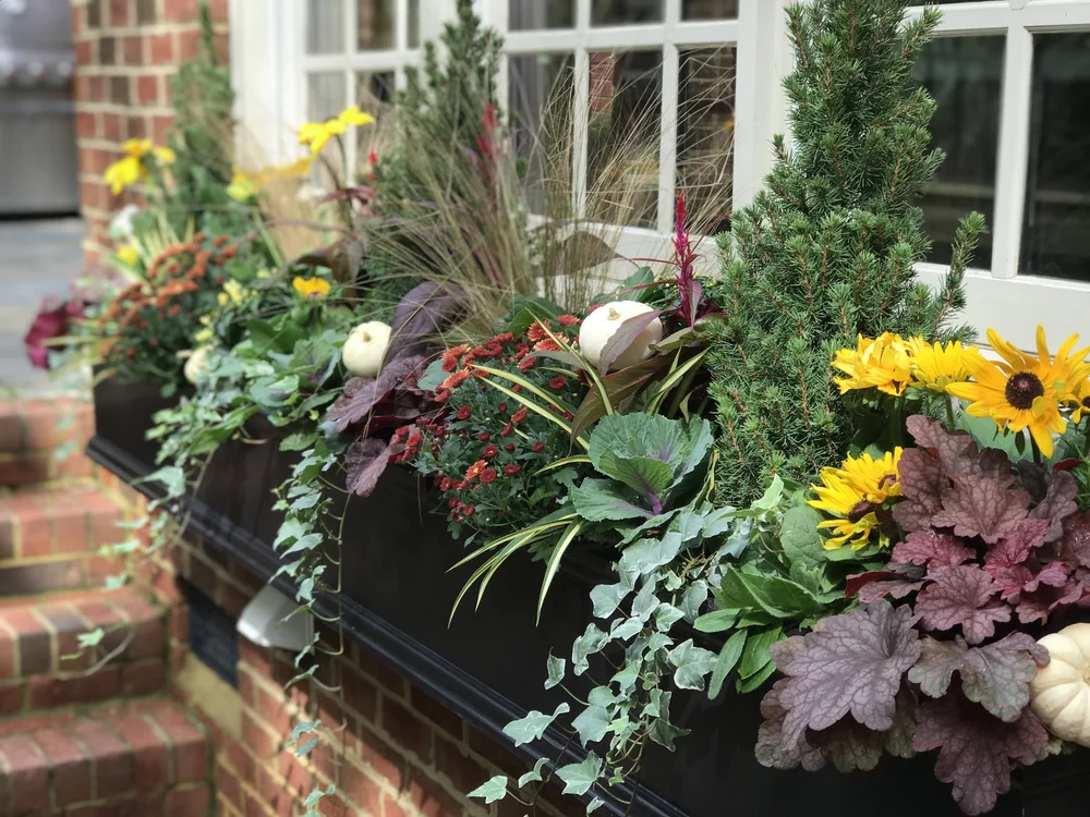 Feather Grass, Yucca, and Heuchera 'Fire Alarm'