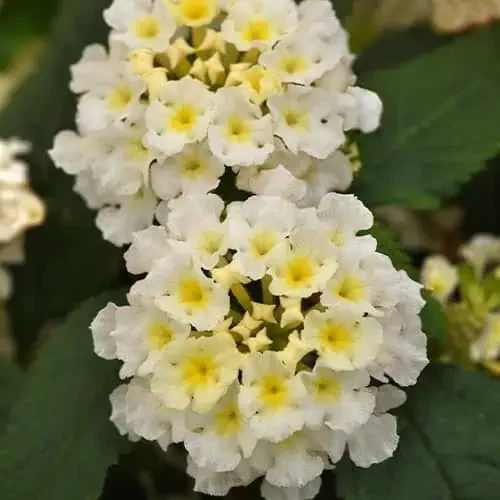 White Lantana