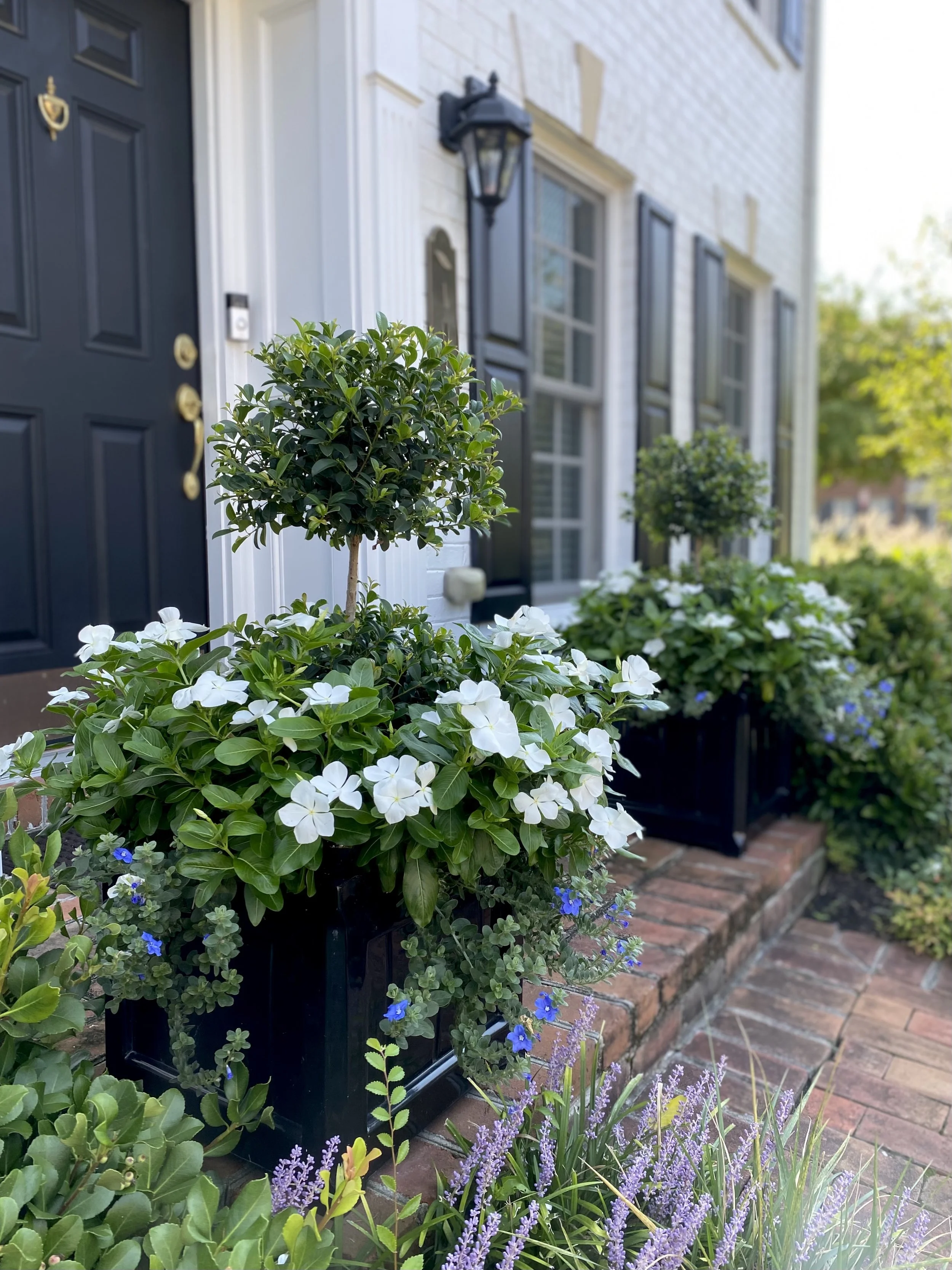 Upright Vinca