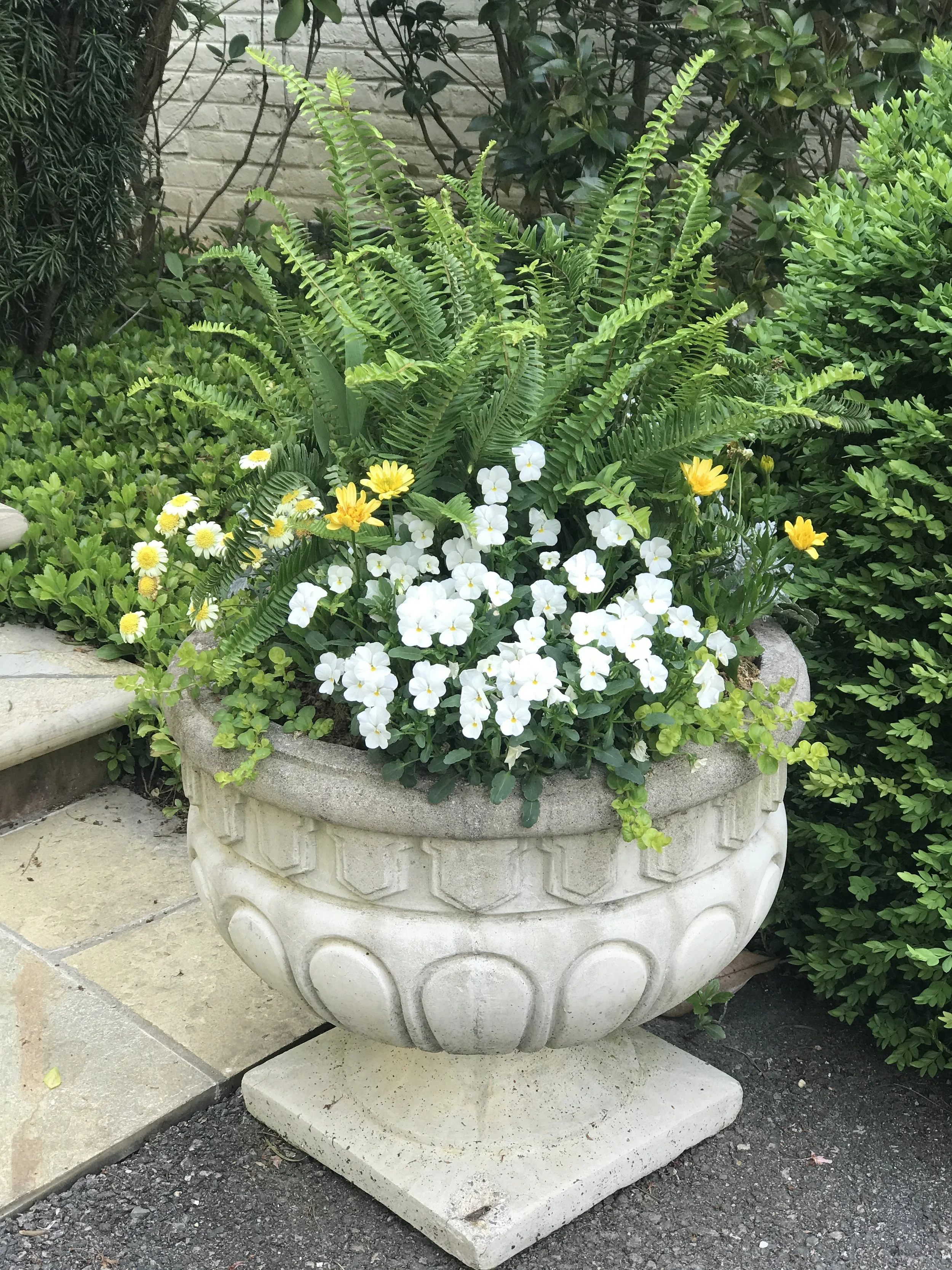 Violas