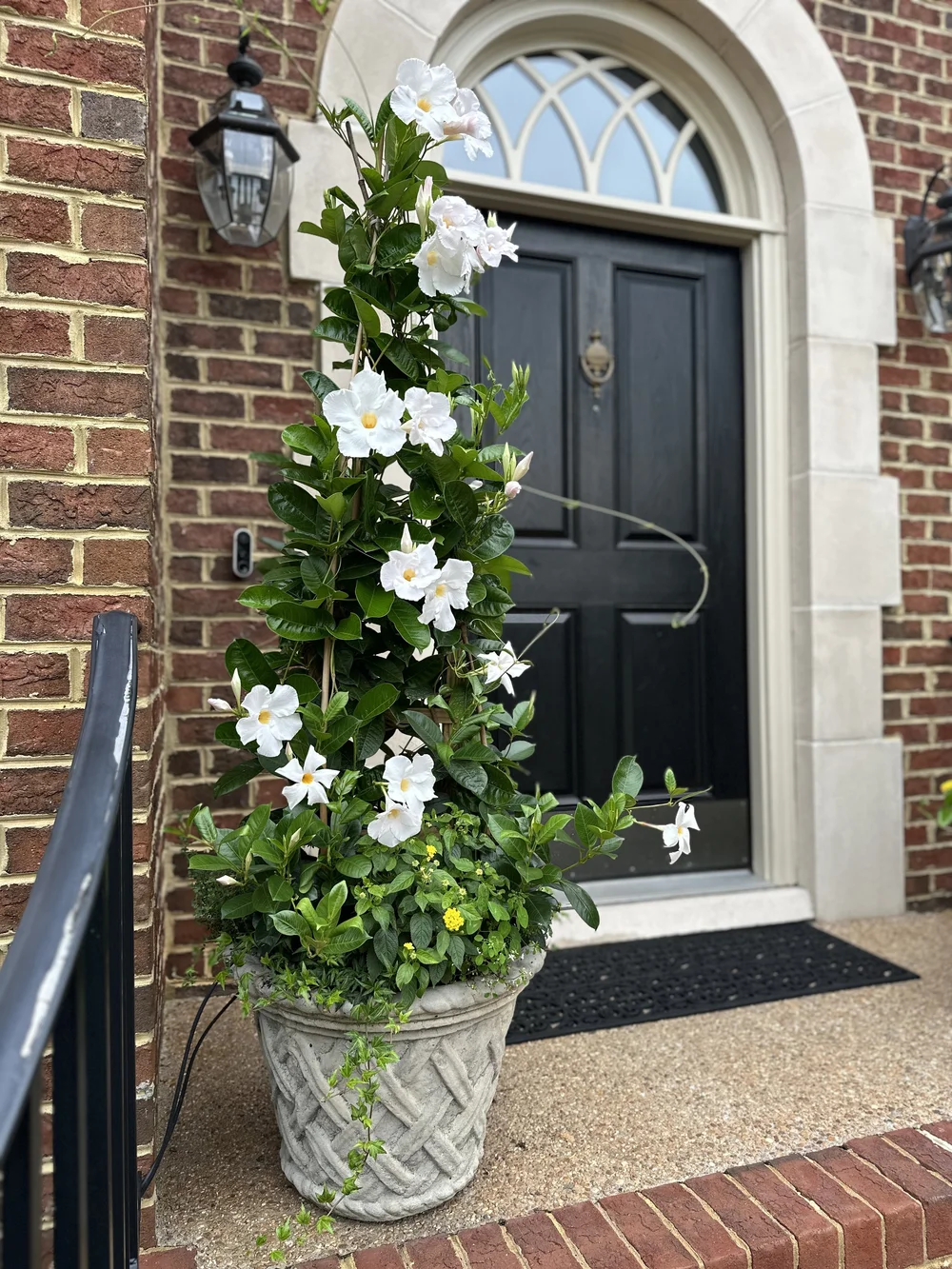 Mandevilla and Dipladenia
