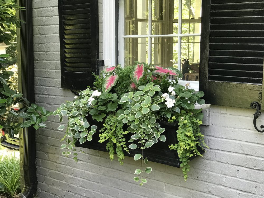 Variegated Plectranthus