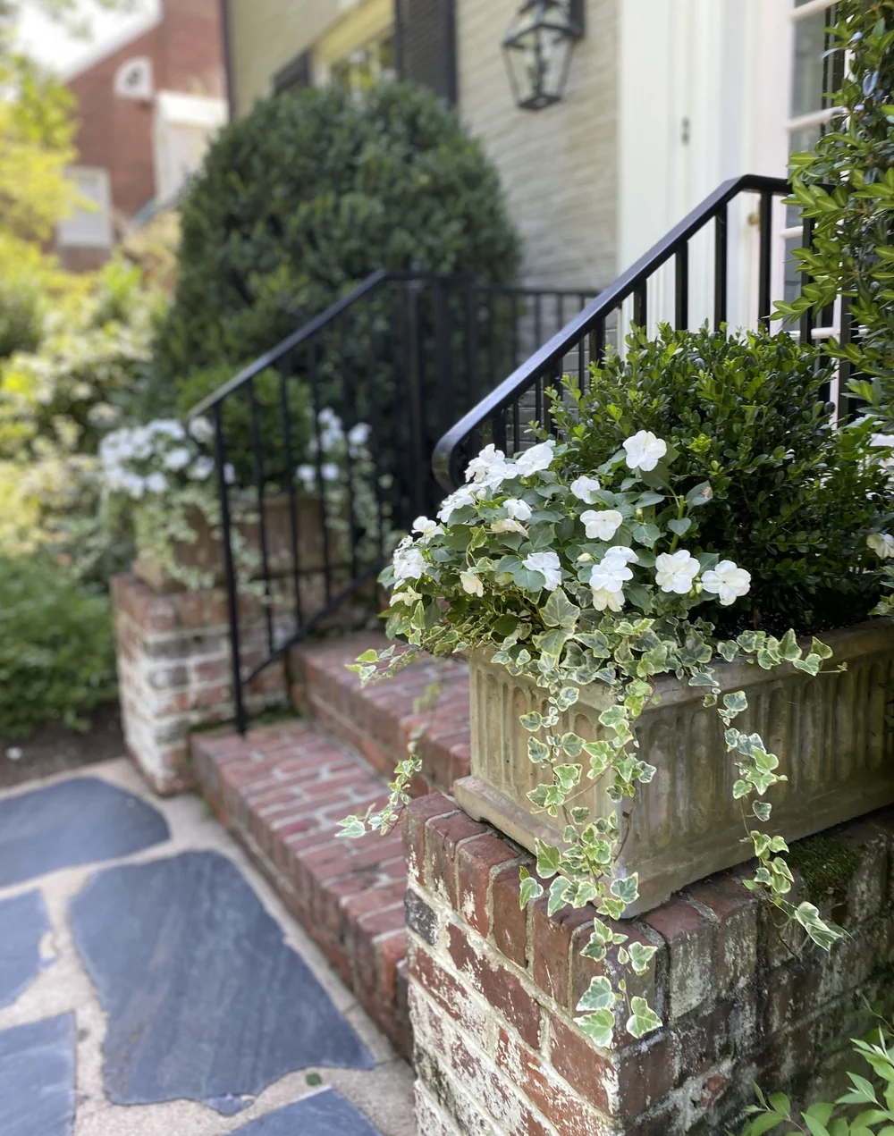 Variegated English Ivy