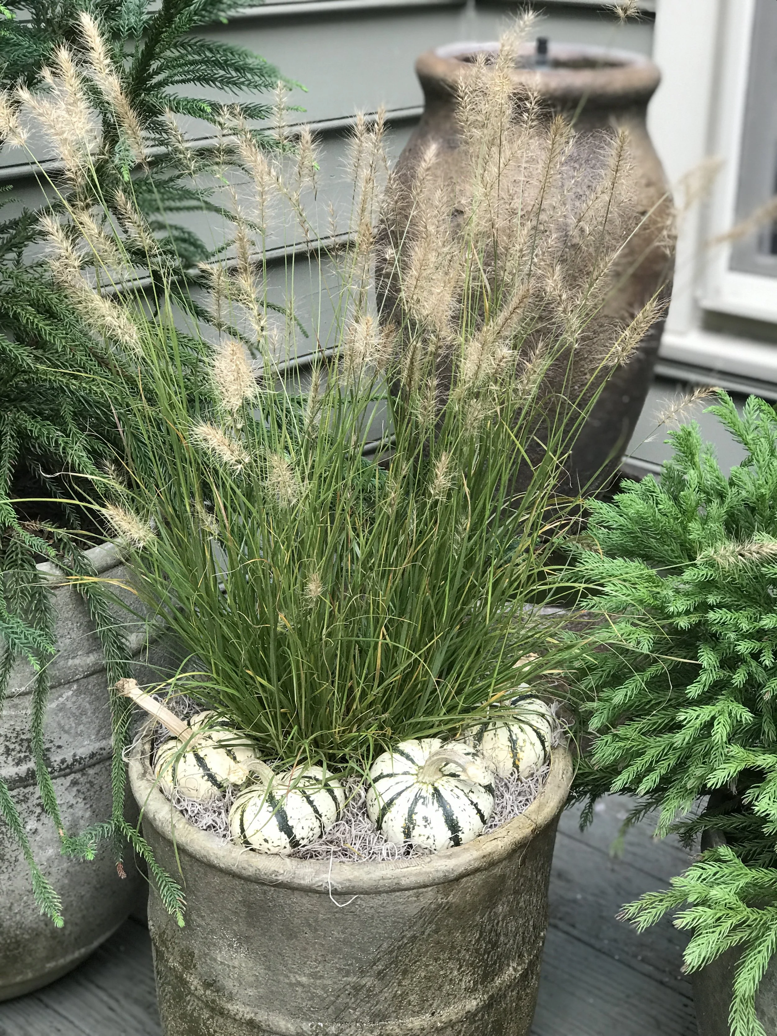 Fountain Grass + Pumpkins