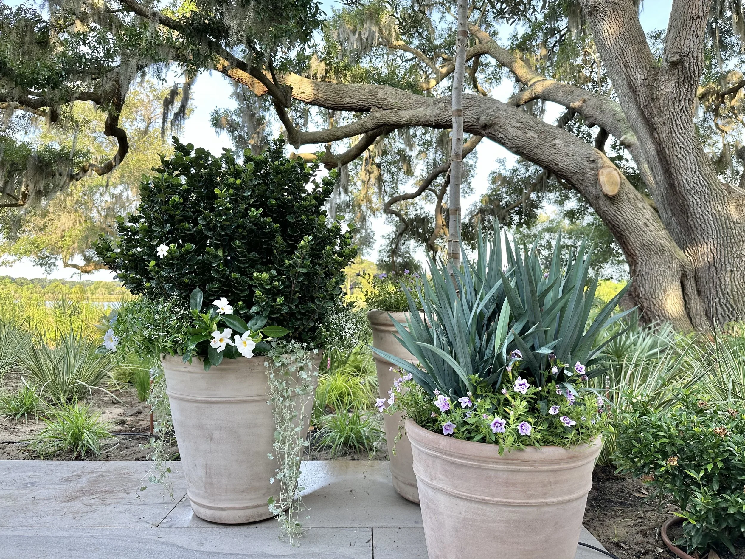 Clarity Blue™ Dianella + Dichondra 'Silver Falls'