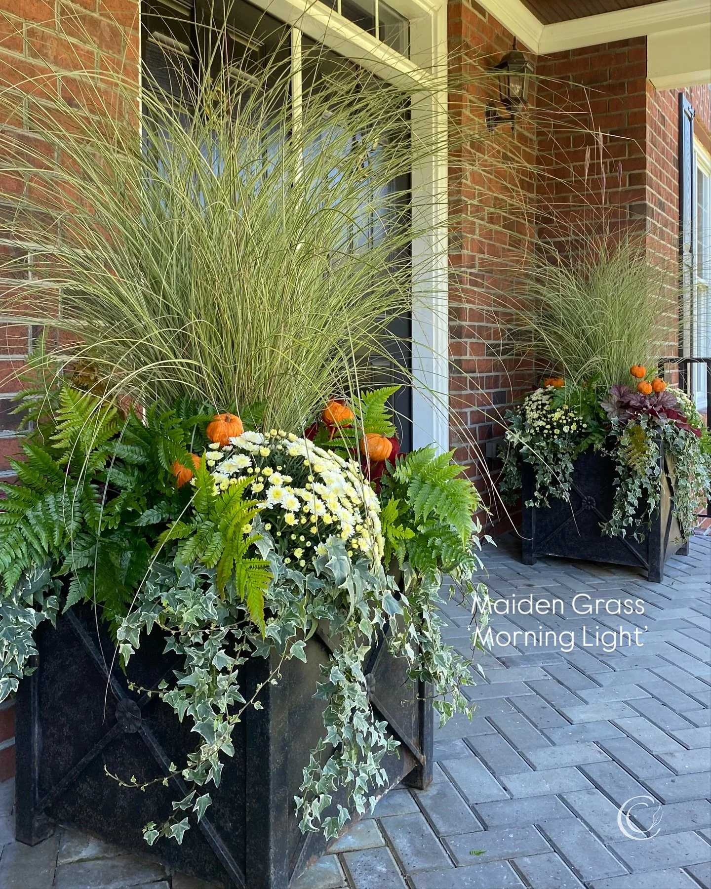 🌾In praise of grasses! It&rsquo;s hard to beat the instant height and harvest vibe that ornamental grasses bring to fall container gardens.

Plant one alone in a pot, or pair it with Heuchera, cabbages, and fall annuals. As the season cools, their s