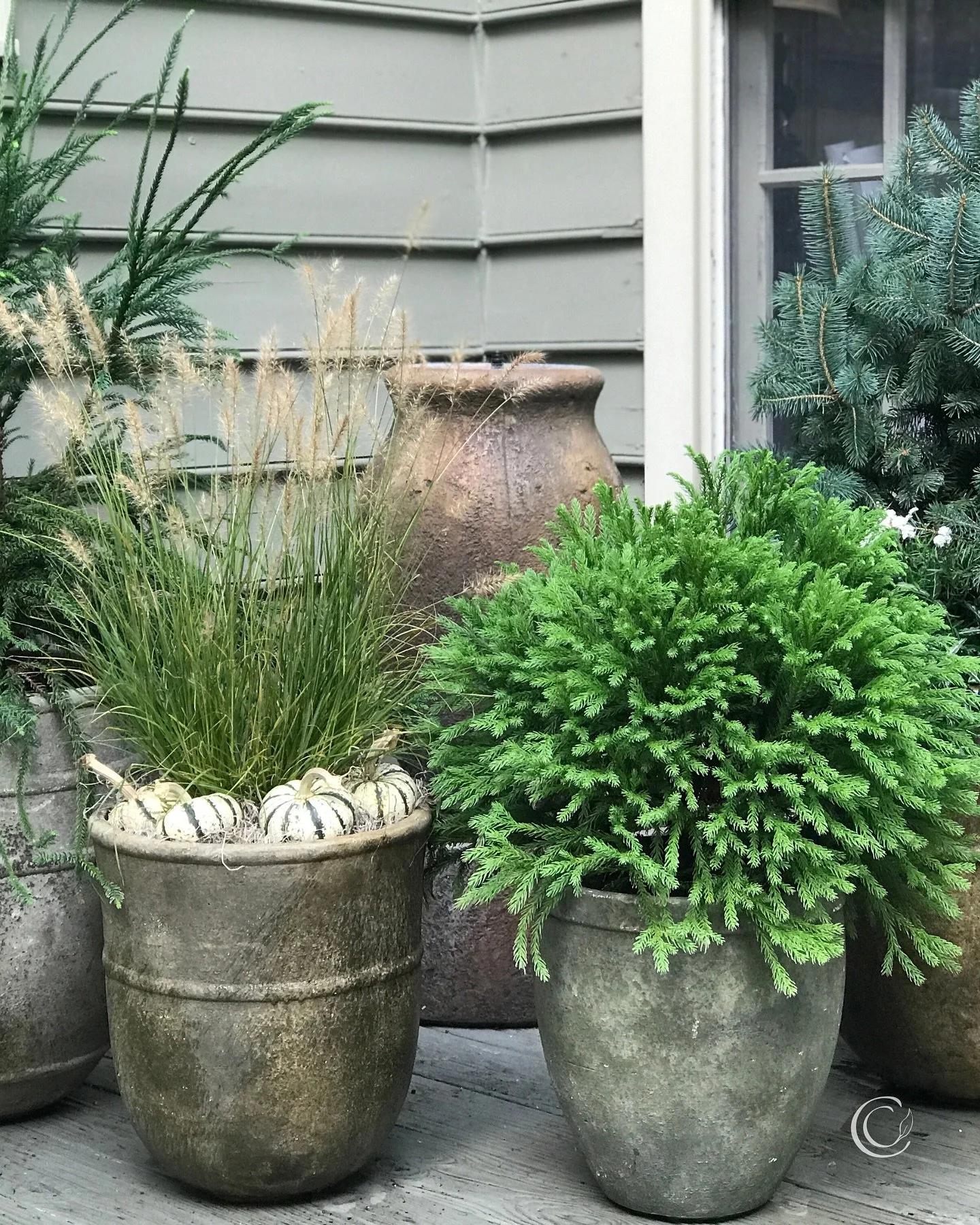 Love pumpkins🎃, but not feeling enough 💪🏻or 💰to drench your front porch in them? Just pick a few beauties and nestle them against or inside your fall container gardens. 

➡️Swipe to see what I mean.

Pro tip: To place small pumpkins and gourds ex