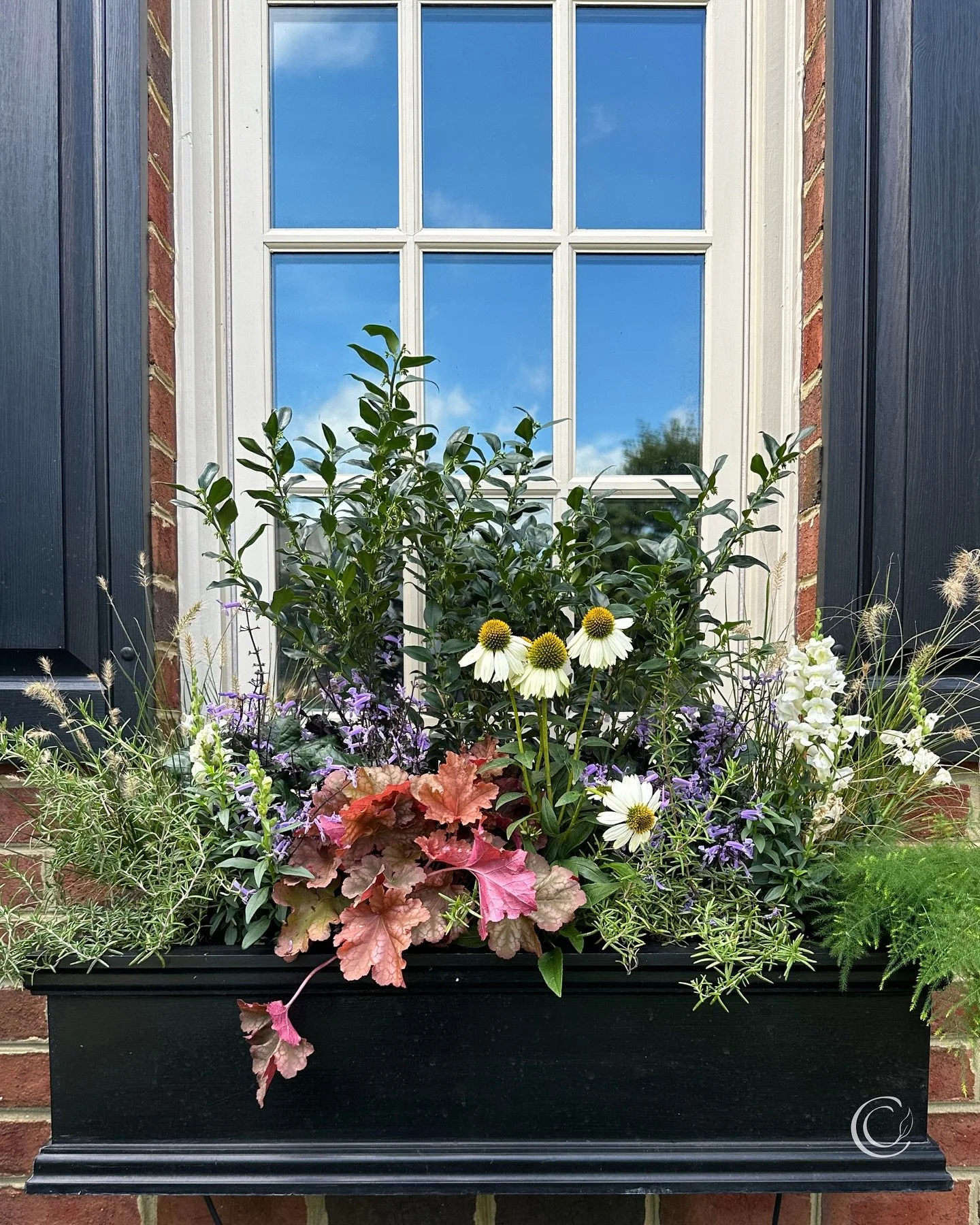 ‼️Warning: window boxes have a way of making every other window look a little naked. 

The first photo is a new combo I&rsquo;m loving with Fragrant Sweet Box, Little Bunny Dwarf Fountain Grass, and Climbing Asparagus Fern (all from @monroviaplants).