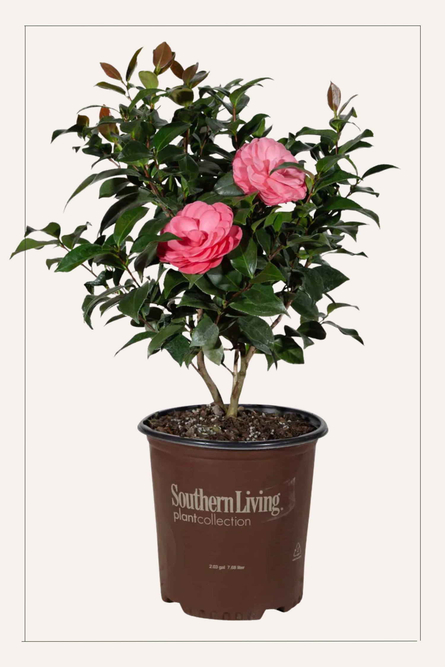 12 Days Pink Camellia.png