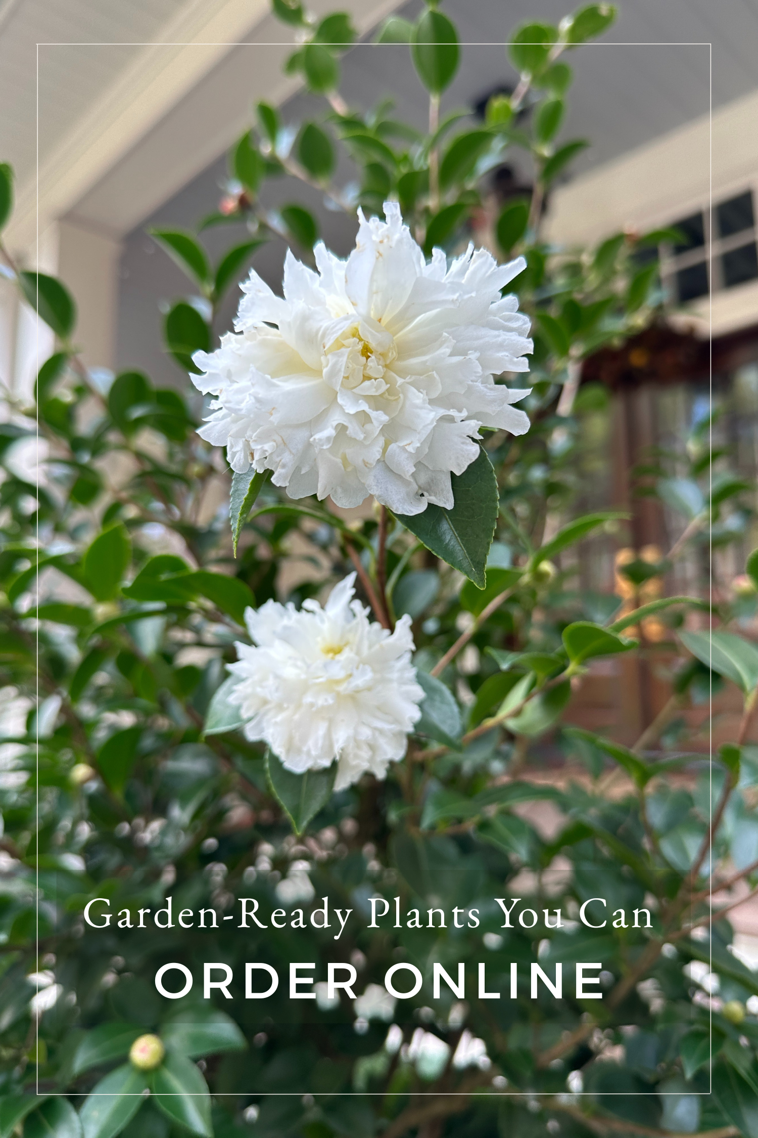 12 Days White Camellia.png