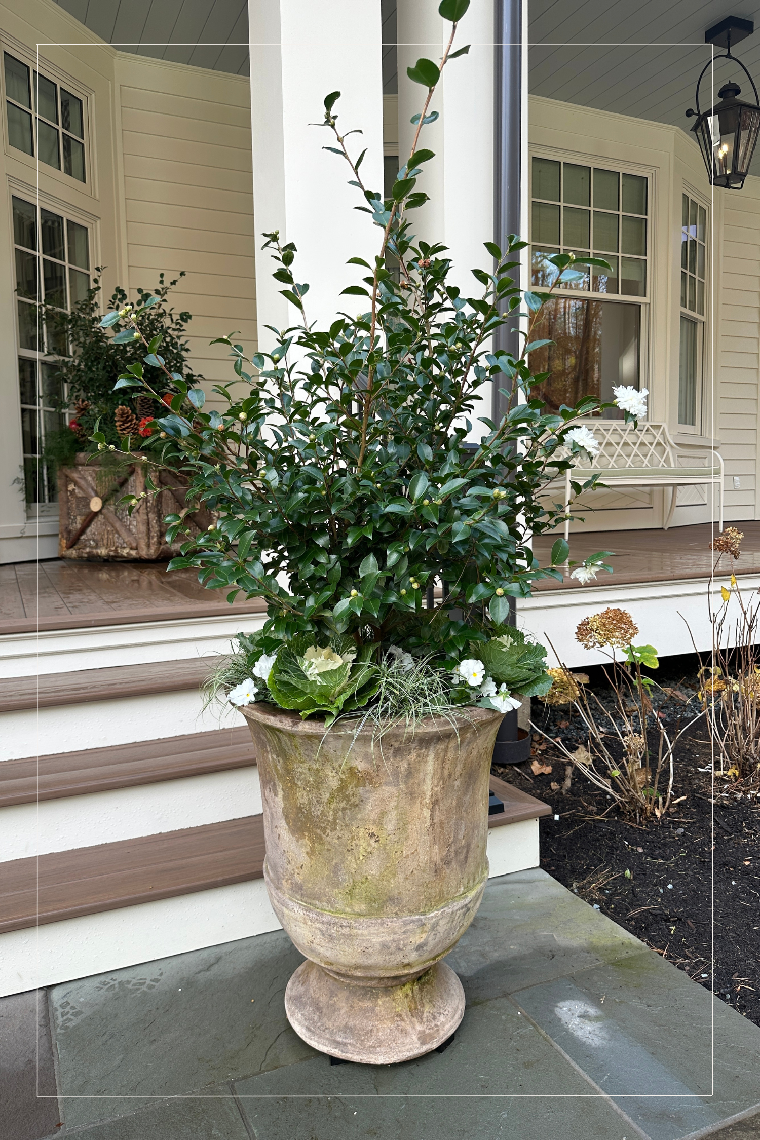 12 Days Camellia Planter.png