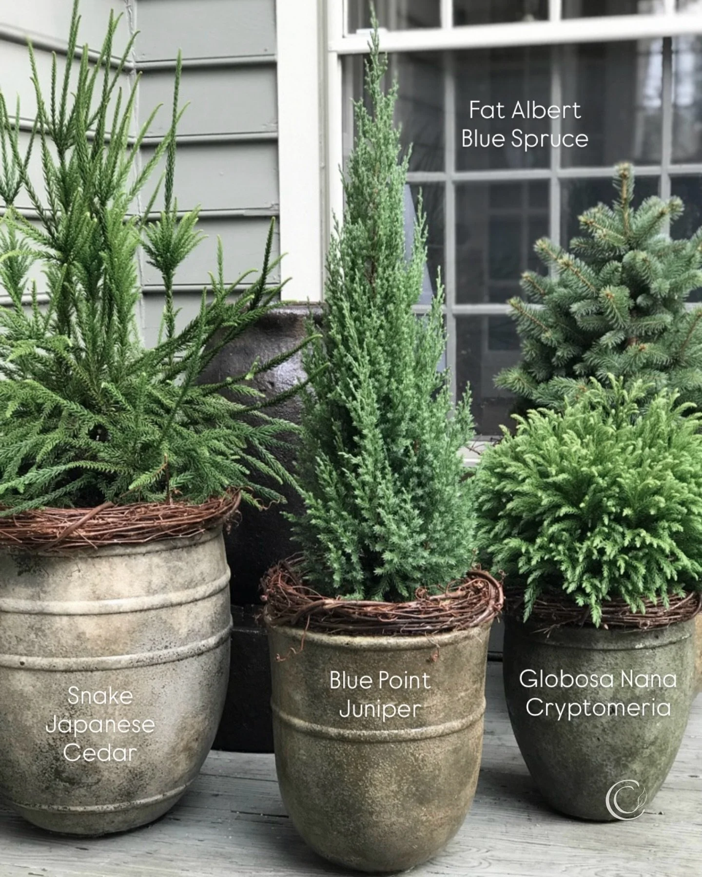 🤔Anyone need a quick and cold-hardy solution to winter container gardens? Try one of these conifers for great texture and instant height in your porch planters. Dress them up for the holidays with cut greenery or grapevine wreaths, or just let them 