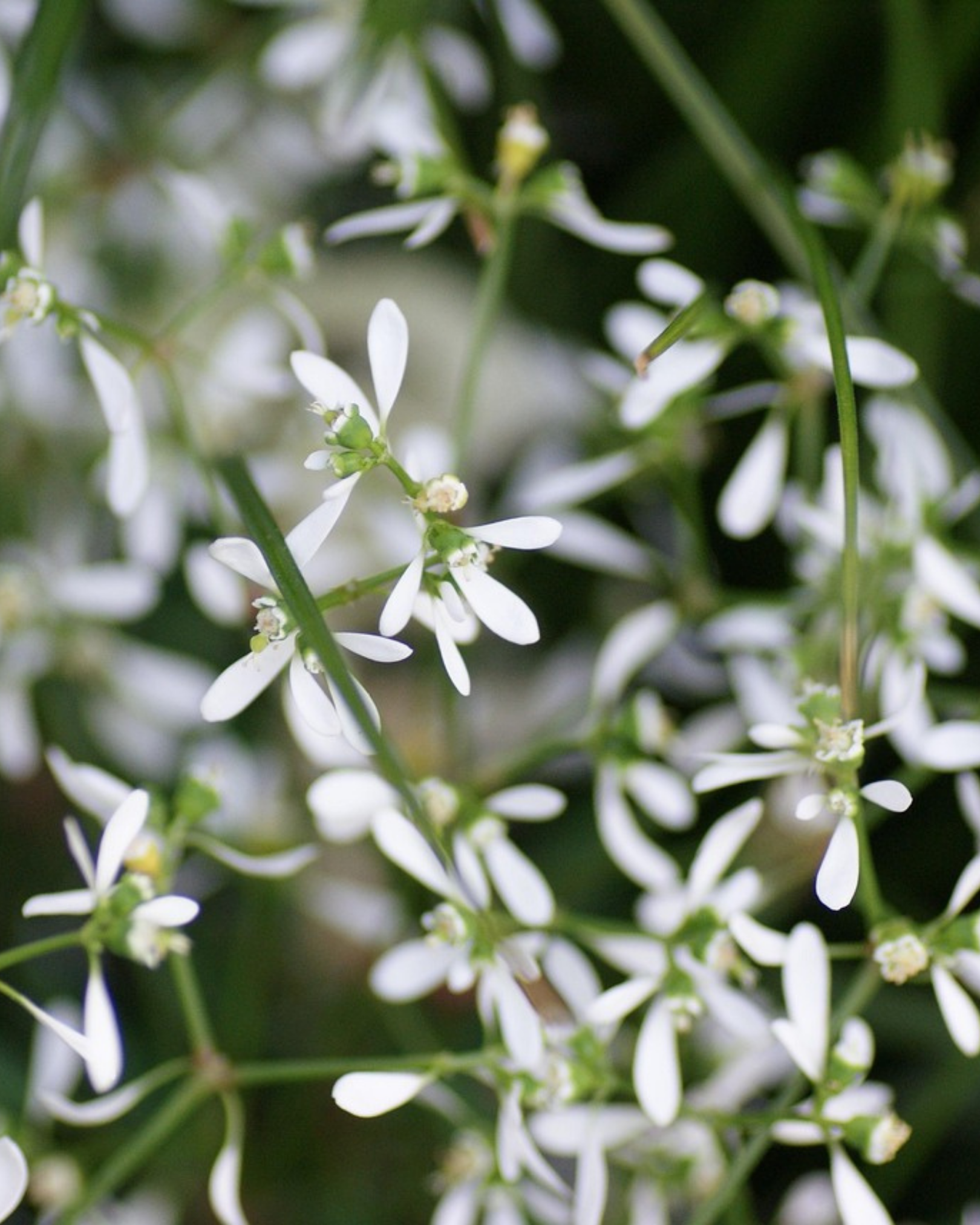 Diamond Snow® Euphorbia