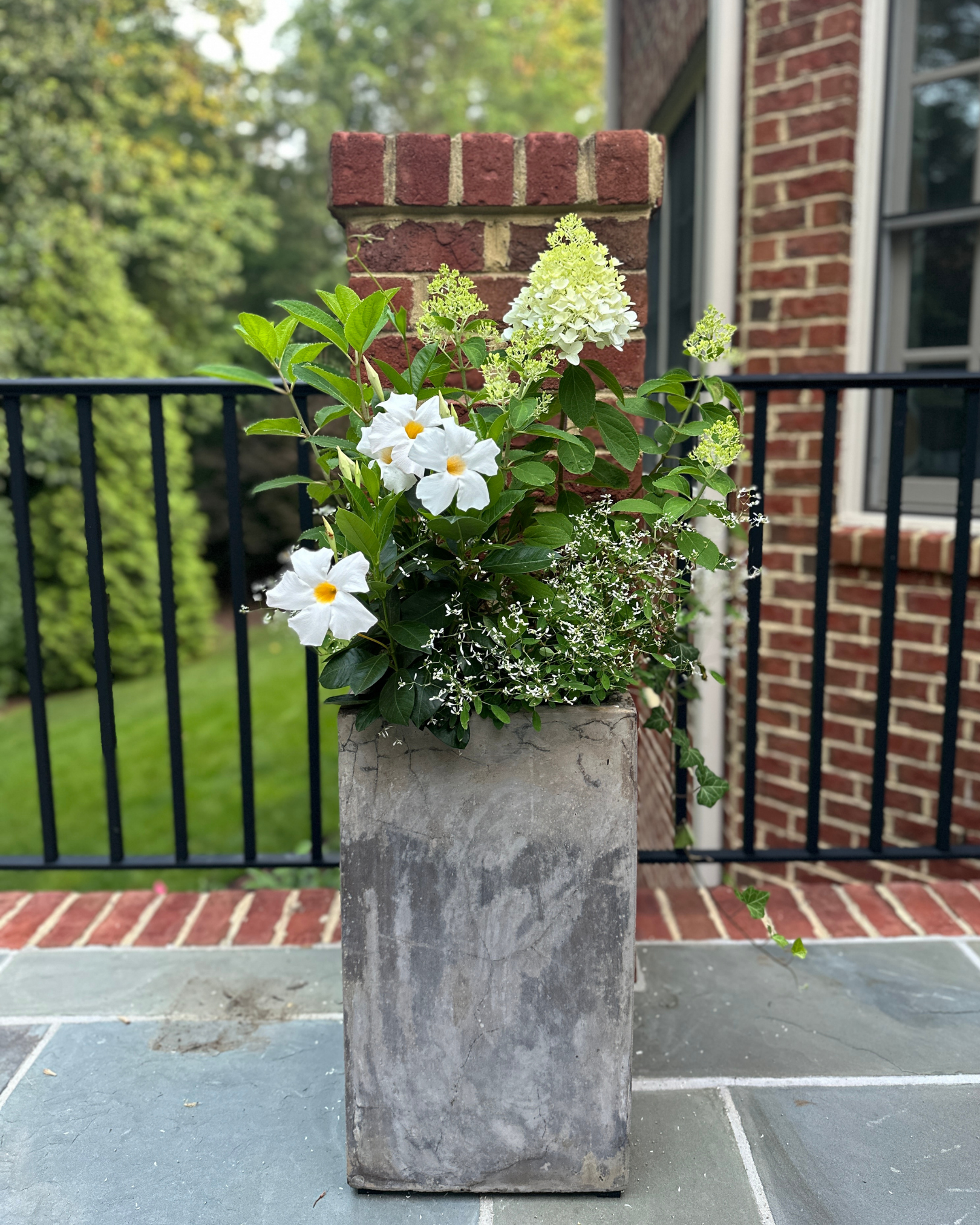 White Wedding® Hydrangea