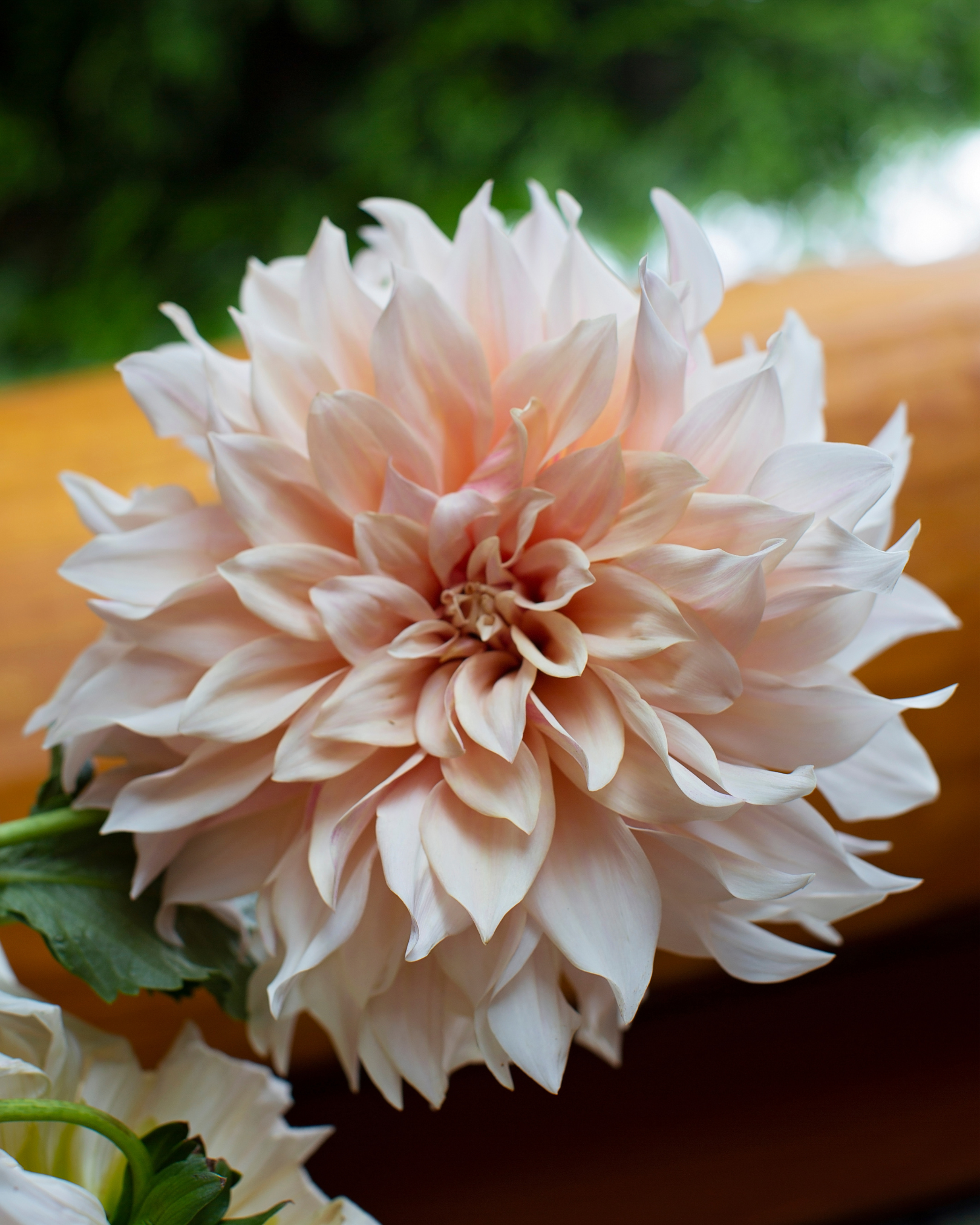 'Cafe Au Lait' Dahlia