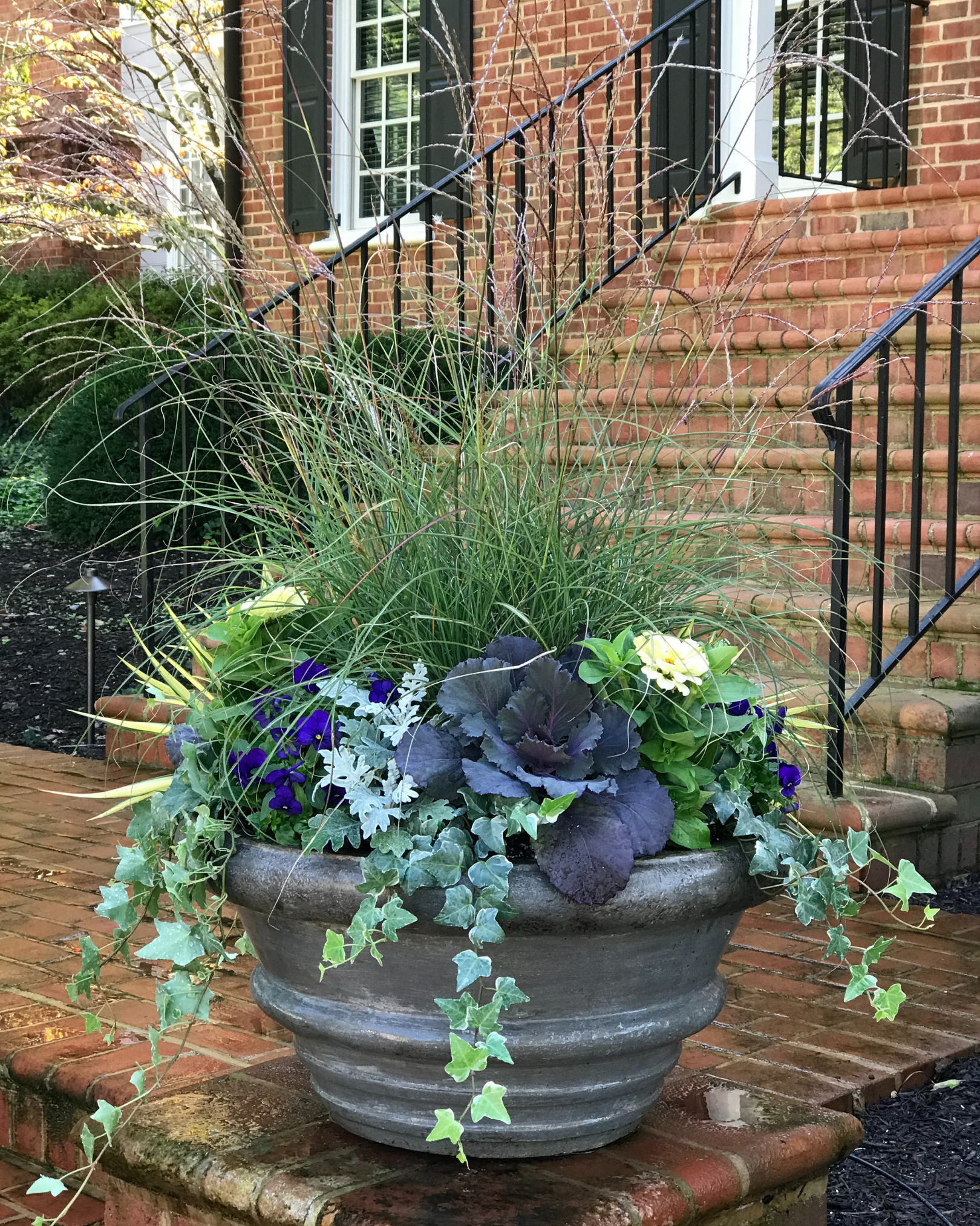 Magellan Zinnia 'Ivory'