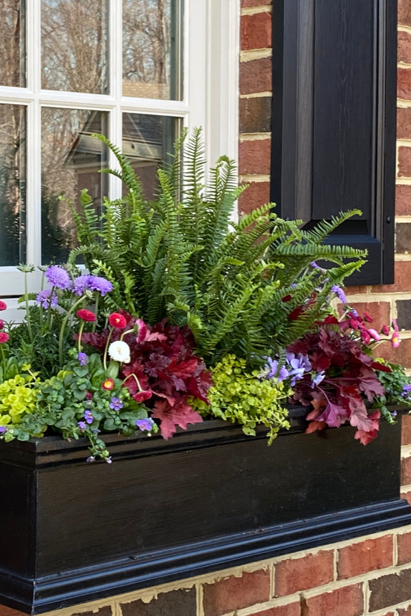 Heuchera + English Daisies