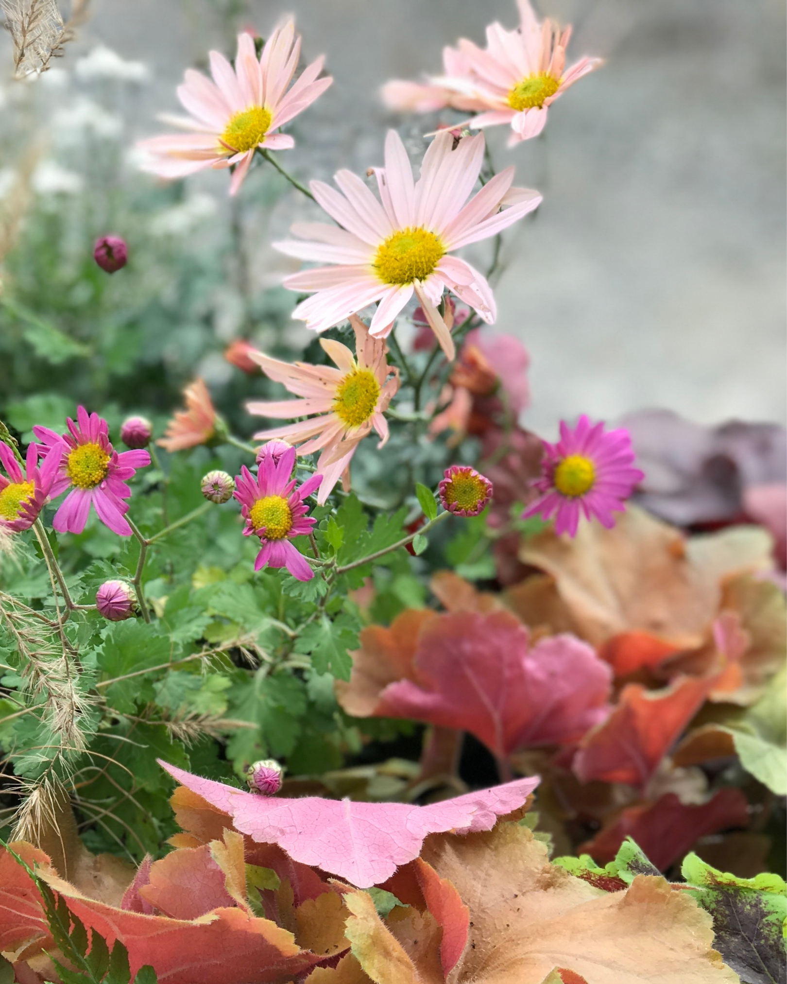 ‘Hillside Sheffield Pink’ Chrysanthemum