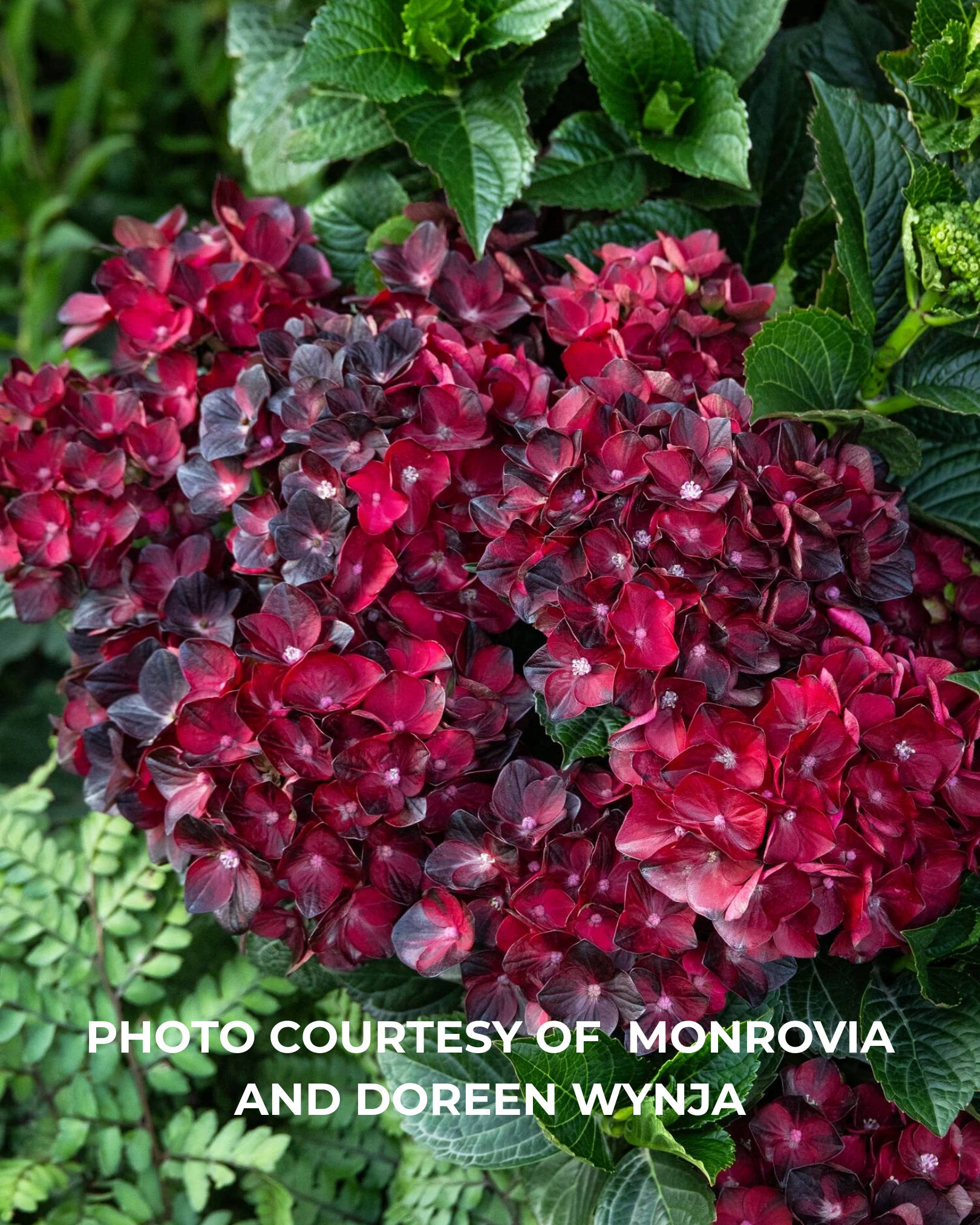 'Centennial Ruby™' Hydrangea 