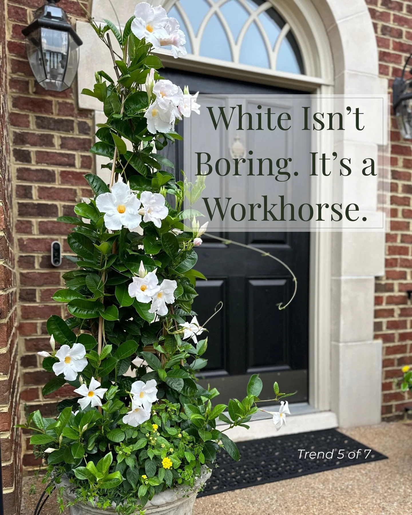 Trend 5: White Isn&rsquo;t Boring. It&rsquo;s a Workhorse. ➡️ Swipe to see how I put white to work in container gardens!

@pantone may have raised a few eyebrows by naming &ldquo;Cloud Dancer&rdquo; (an off white) color of the year, but container gar