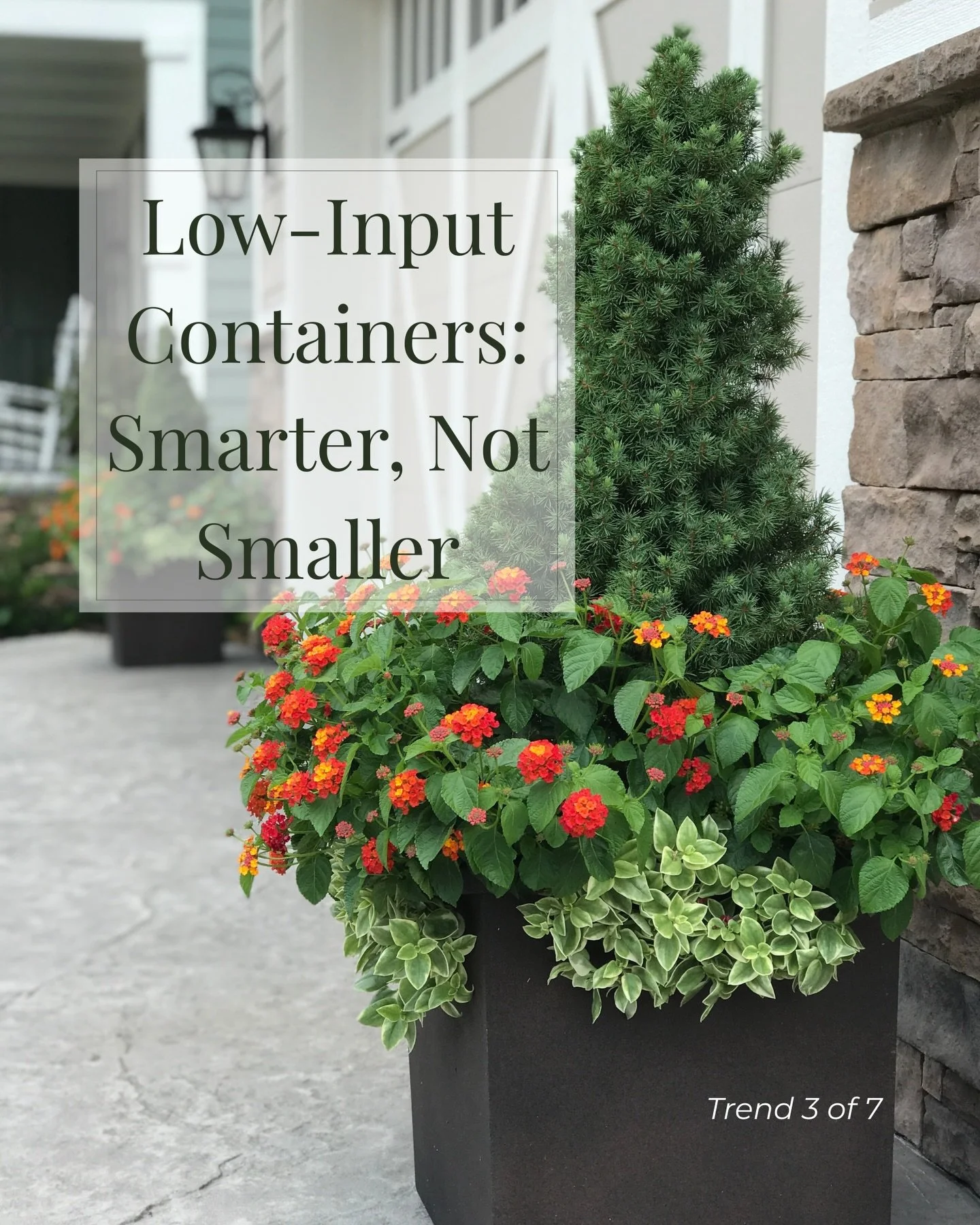 Continuing my 2026 Container Gardening Trends series&hellip;

Low-input containers aren&rsquo;t about skimping. They&rsquo;re about making smarter choices from the start.

🤔Think:
&bull; One-plant pots that make a strong statement
&bull; Evergreen o
