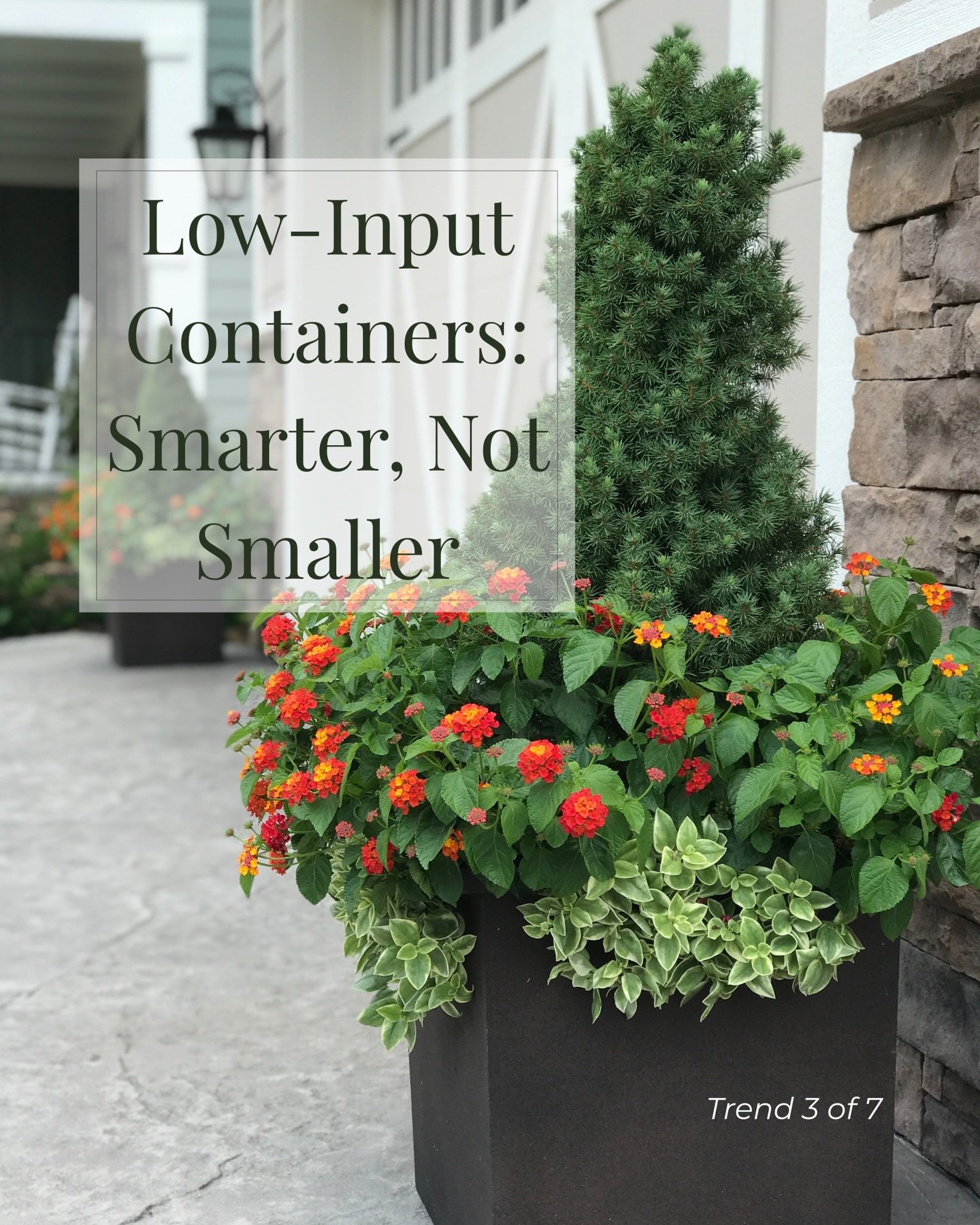 Continuing my 2026 Container Gardening Trends series&hellip;

Low-input containers aren&rsquo;t about skimping. They&rsquo;re about making smarter choices from the start.

🤔Think:
&bull; One-plant pots that make a strong statement
&bull; Evergreen o