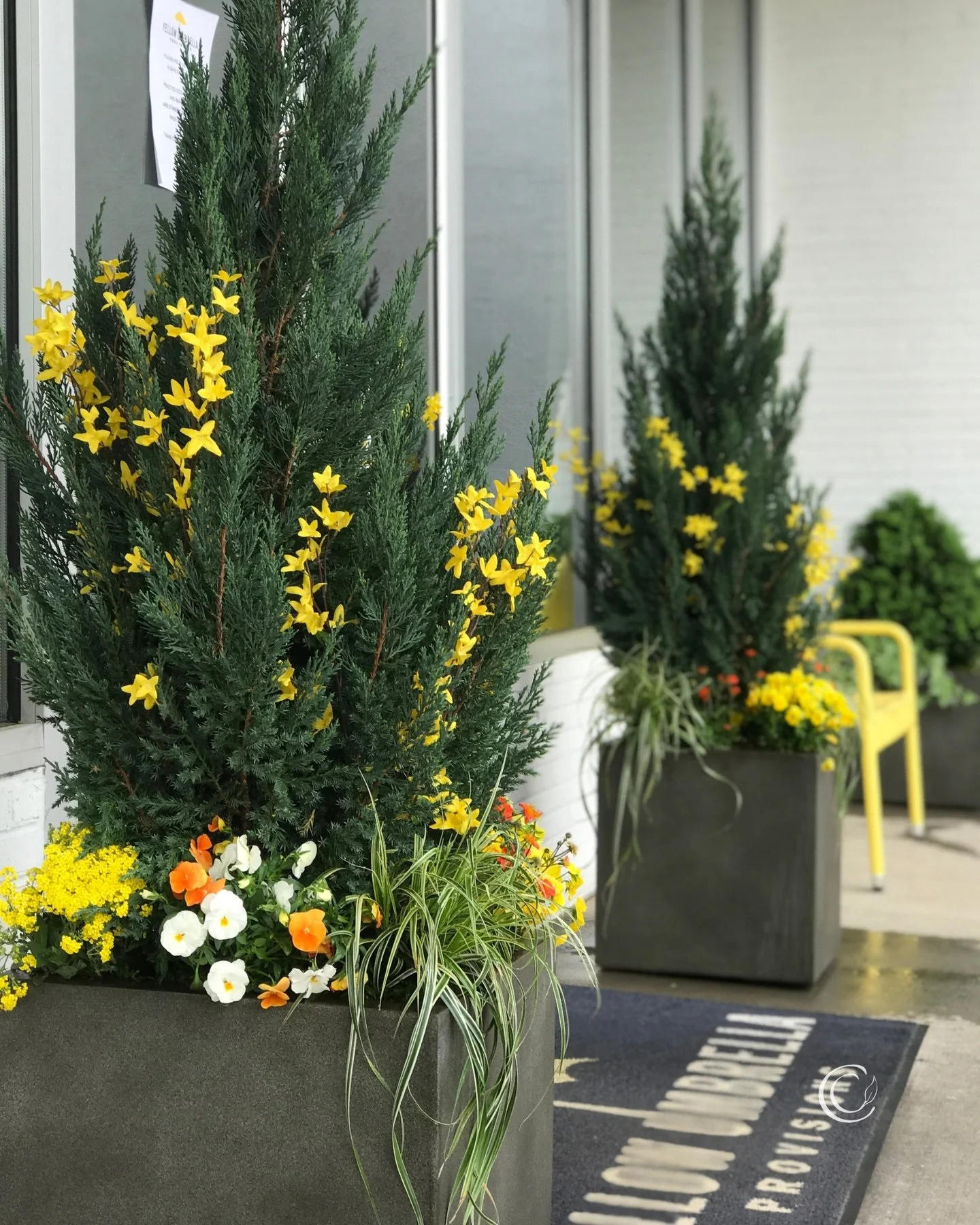 ☀️Looking for instant color up high in your spring containers? Add faux florals. ➡️ Swipe to see how a few Forsythia branches brighten up these conifers.

#containergardeningideas #springflowers #porchplanterideas #gardendesignhacks