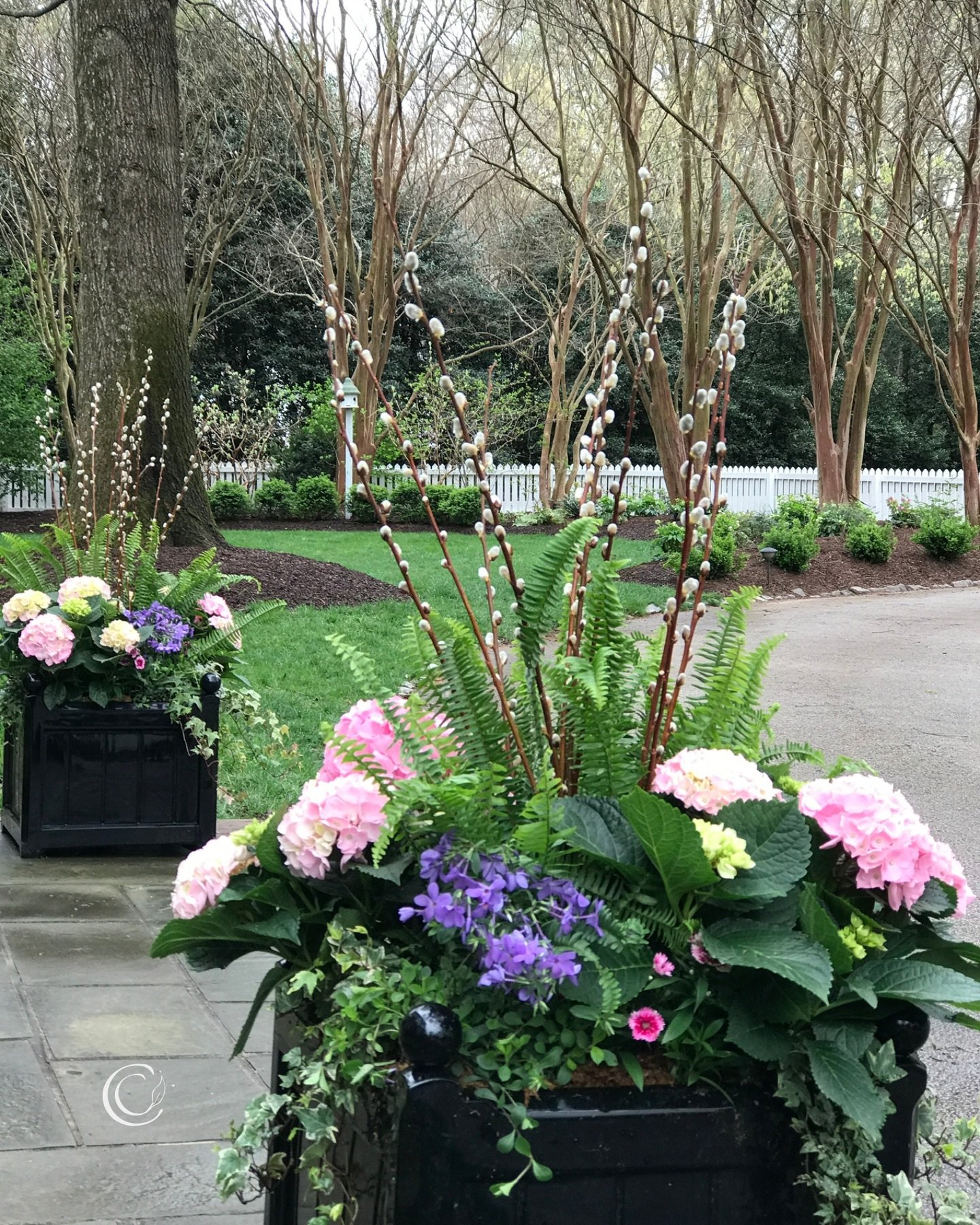 I&rsquo;m sad to report that none of these hydrangeas will last through the winter in the ground.⬇️

But they&rsquo;re MAGNIFICENT for spring container gardens!

These are all Florist Hydrangeas, slightly different from the shrubs you plant in the gr