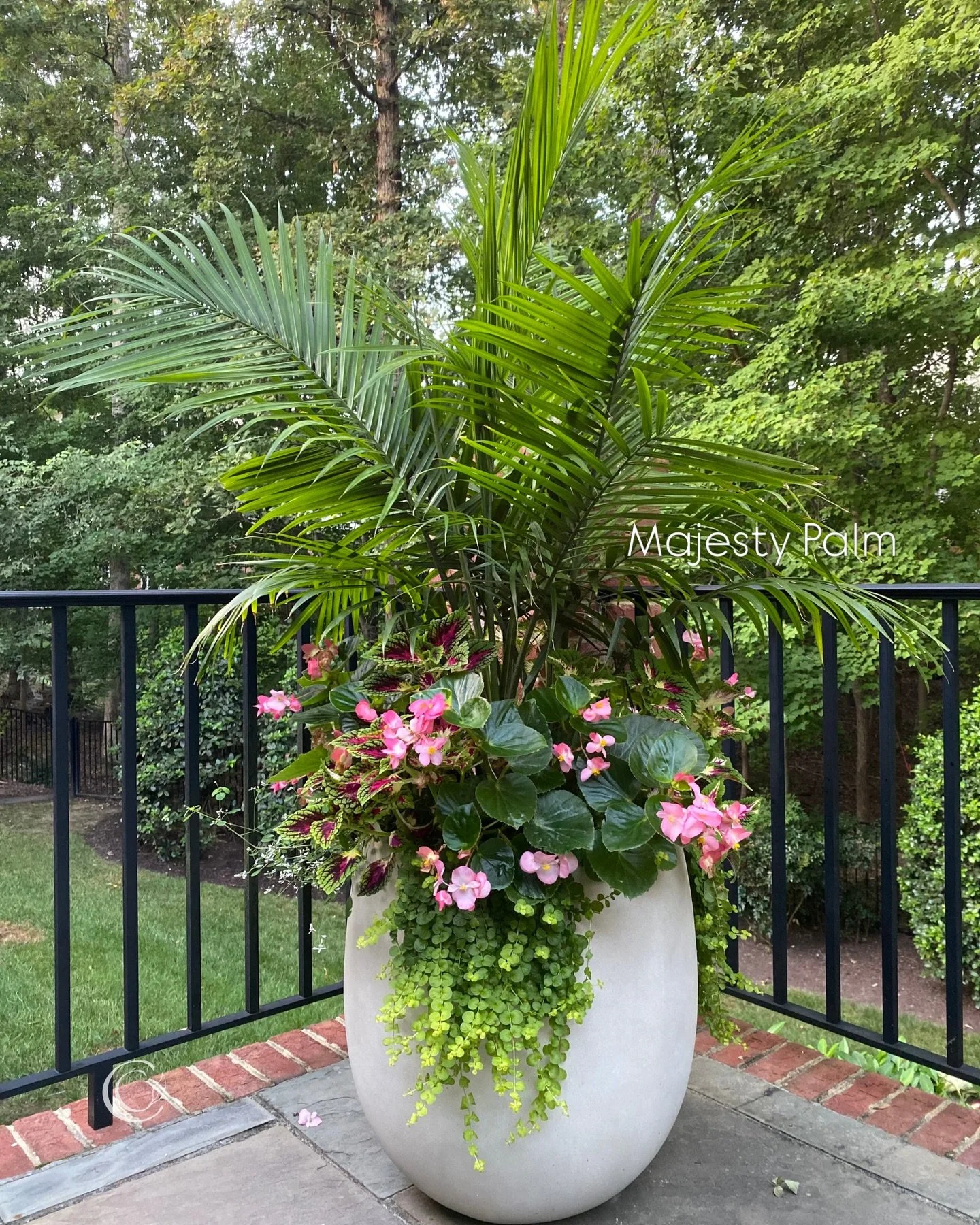 Looks like we&rsquo;ve had our last frost (🤞🏻) and I&rsquo;m switching gears to summer containers!

I lean pretty heavily on palms when I want height and lush greenery in large planters. They&rsquo;re one of my top choices when I&rsquo;m shopping f