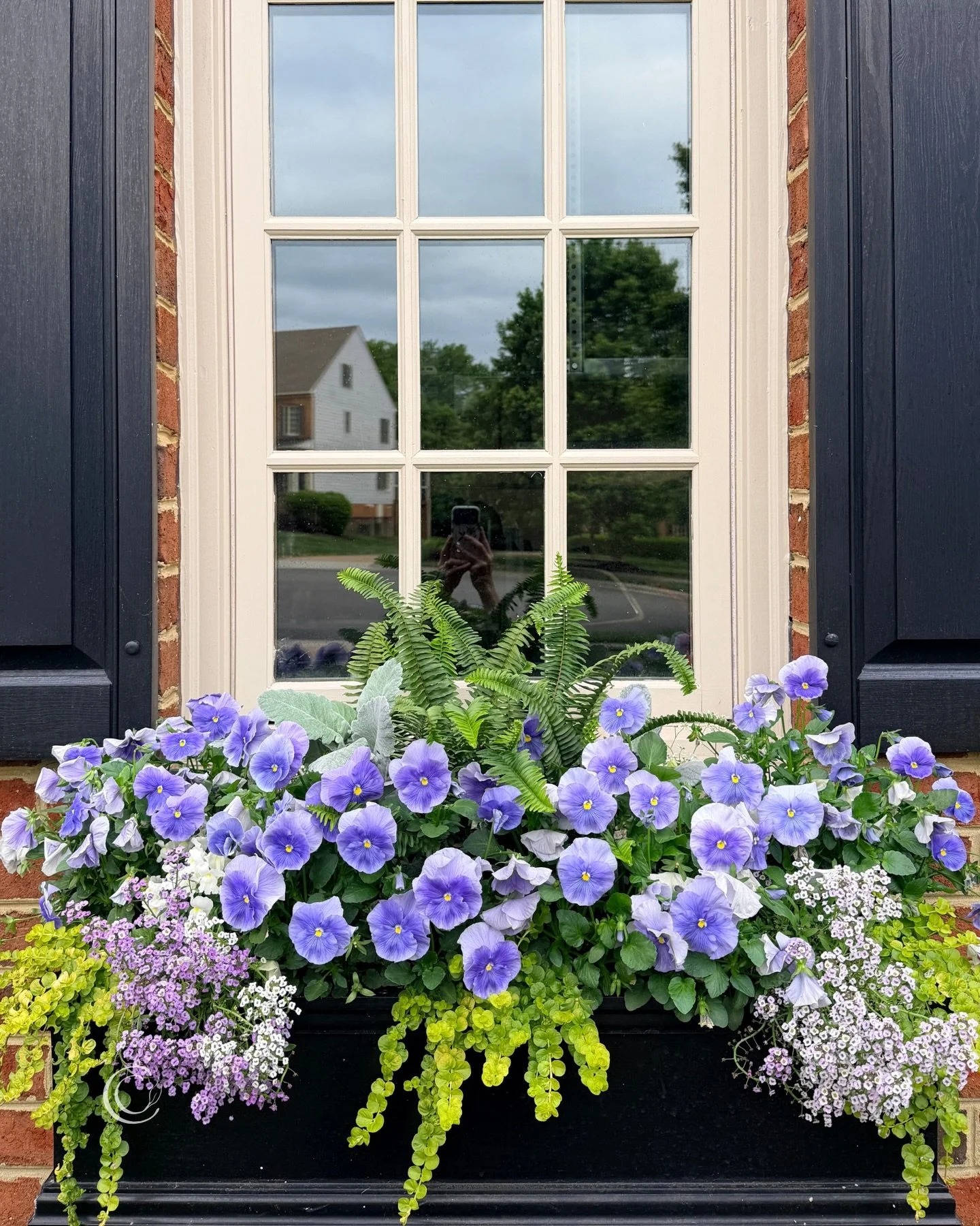 🤫Confession: I&rsquo;ve never really been a pansy person.

But I went all-in on these window boxes because I wanted color for Easter brunch, and pansies were the safest (and most available) option at the time

What I wasn&rsquo;t expecting was this 