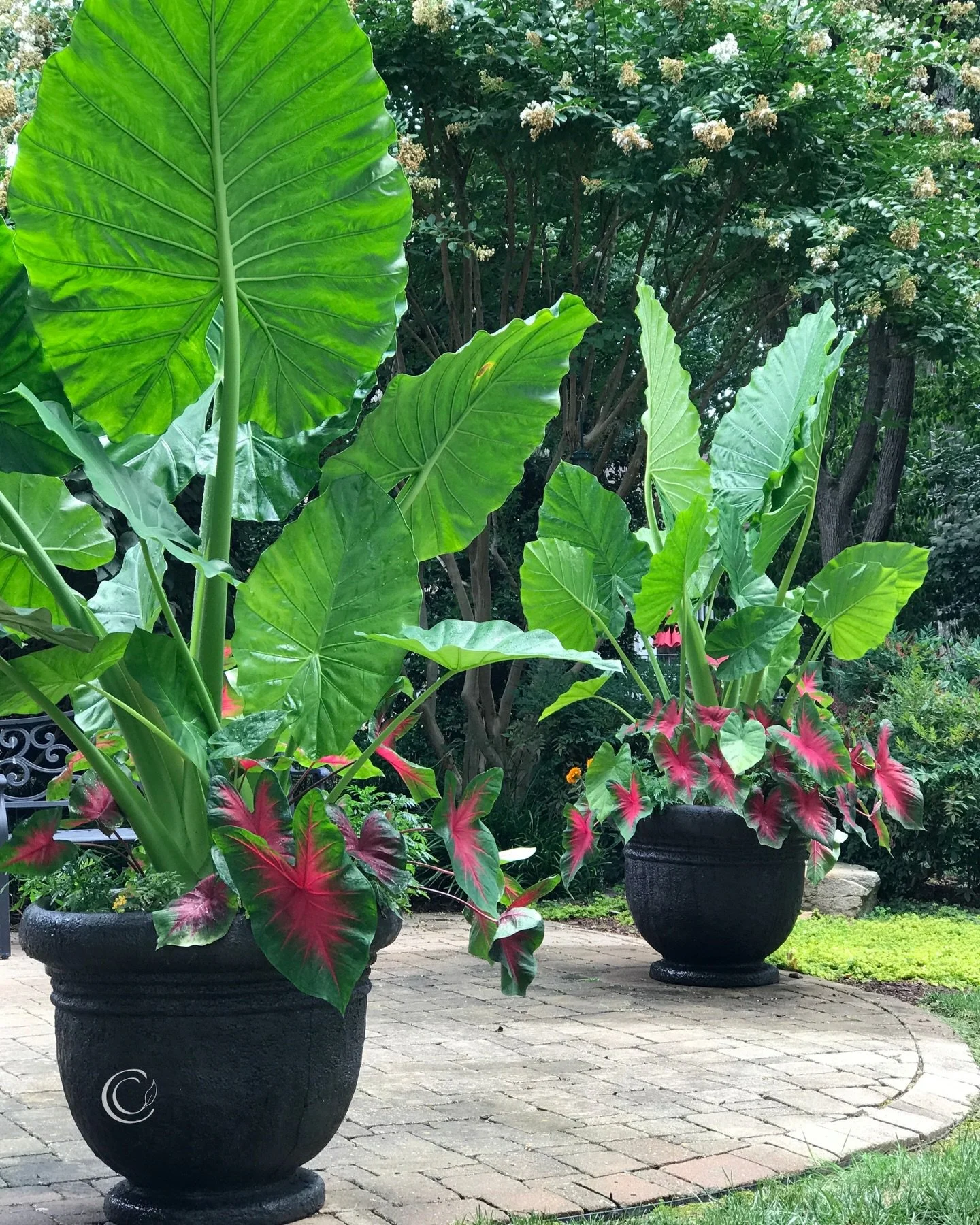 Elephant Ears! ➡️ Swipe through to see how I&rsquo;ve used them. Read on for more info&hellip;

A few posts back, I featured 3 of my favorite #palms for container gardens. 

Now let&rsquo;s chat about another tropical source of height for summer plan