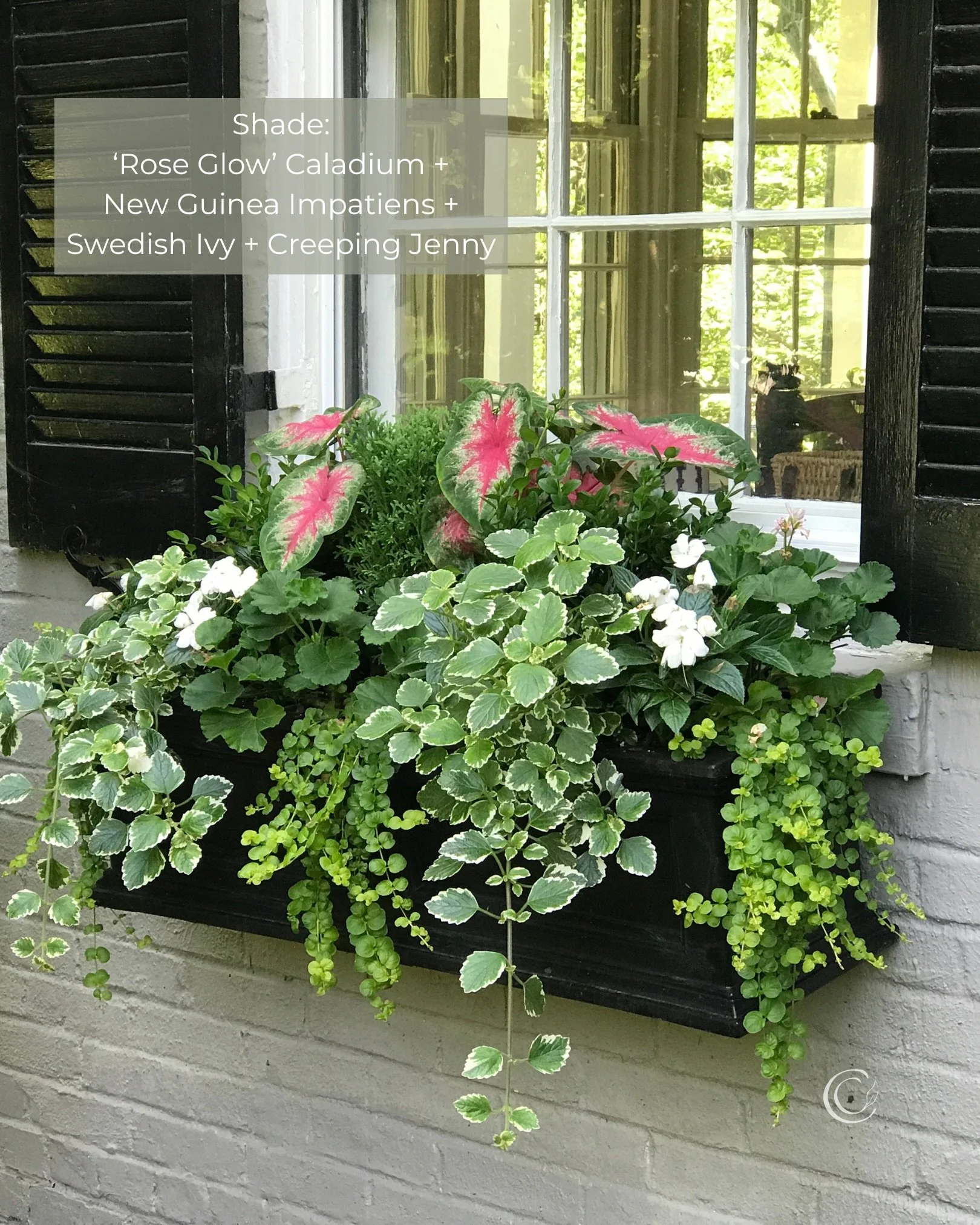 Caladiums! 🌱➡️ Swipe to see how I&rsquo;ve used them in container gardens with different light exposures ⬇️ Read on for the details.

A few posts back, I shared some of my favorite elephant ears for summer containers. Even though they&rsquo;re relat
