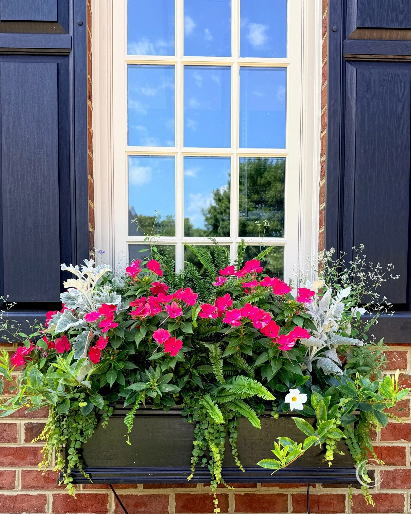 🩷One last look at my summer window boxes before their September edit.

They&rsquo;ve been healthy and low-maintenance, other than the drip irrigation, deer spray, and one brief altercation with Japanese beetles.

But I&rsquo;m feeling the transition
