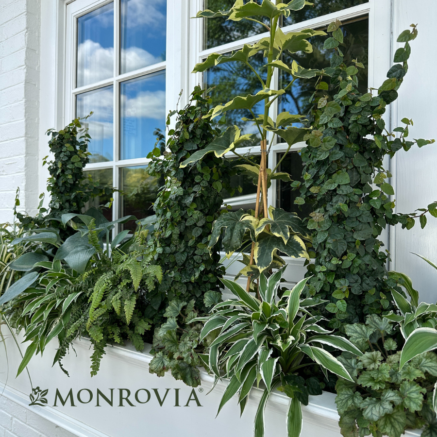 Green-Drenched Window Box