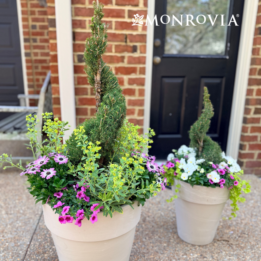 Monrovia Recipe Listing Feature Square.png