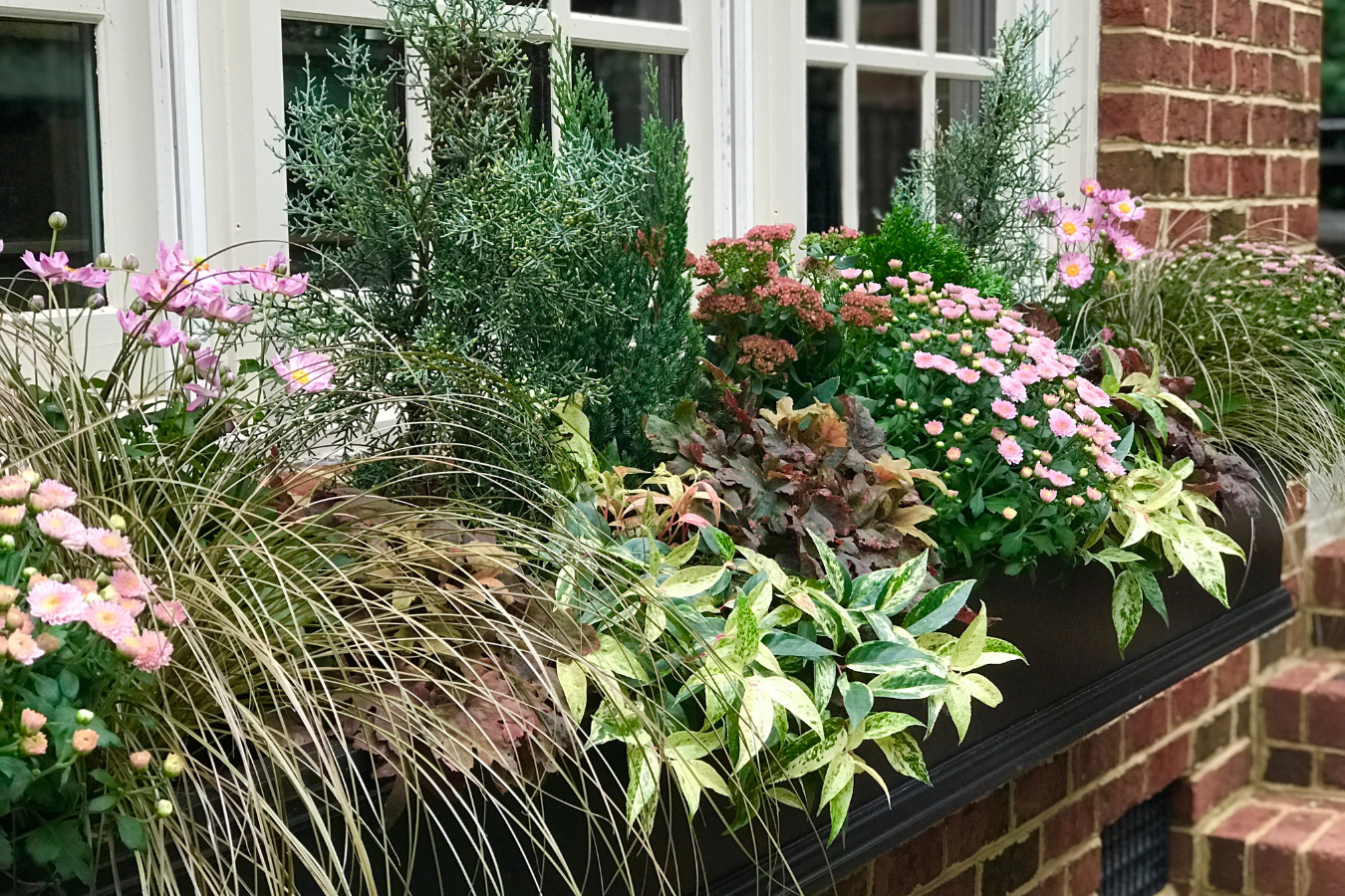 Fall window box overflowing with pink Belgian mums, pink Anemone, variegated Leucothoe, red rooster carex, and small conifers