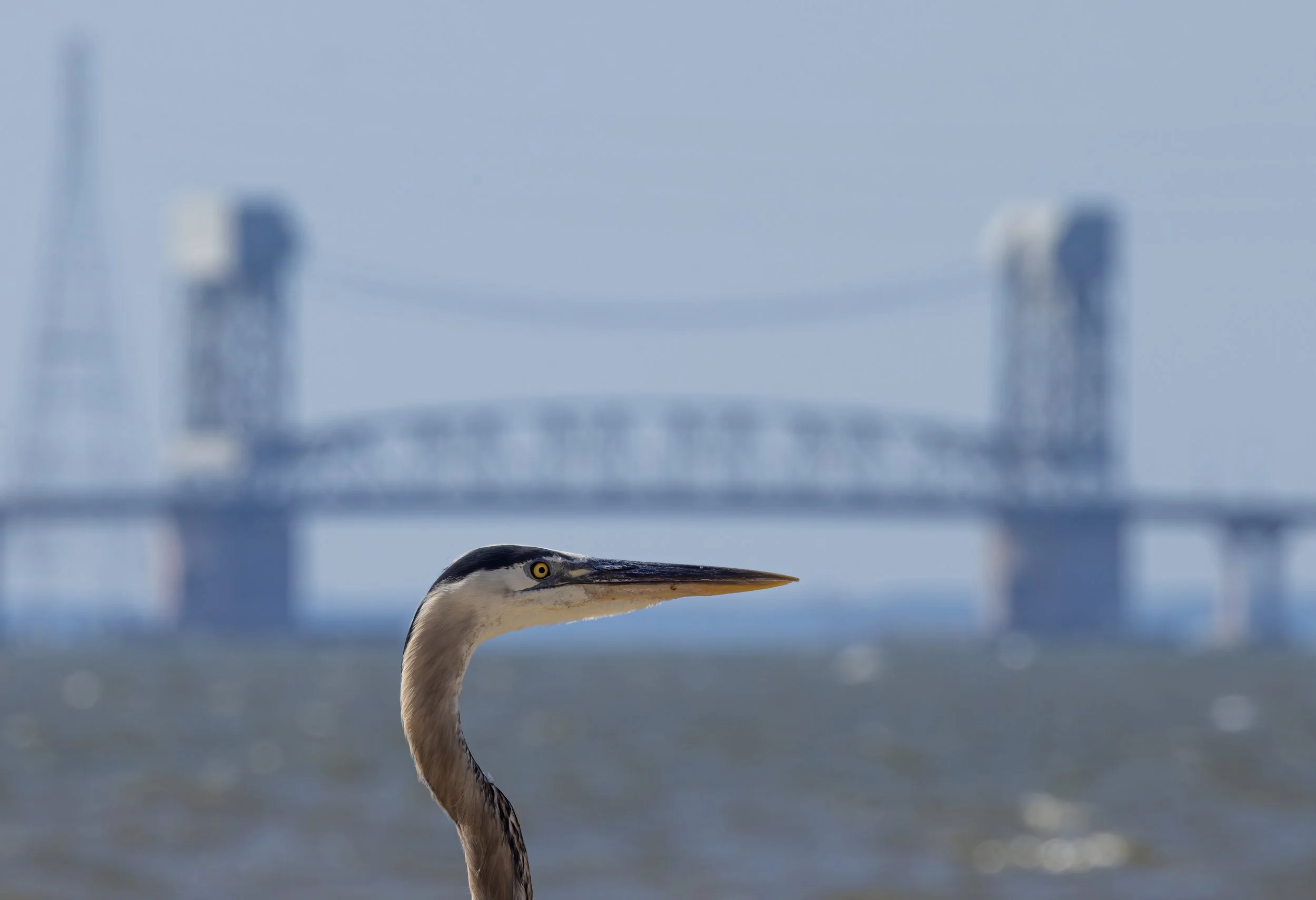 Great Blue heron (portrait) with James River Draw bridge in background, Virginia.
