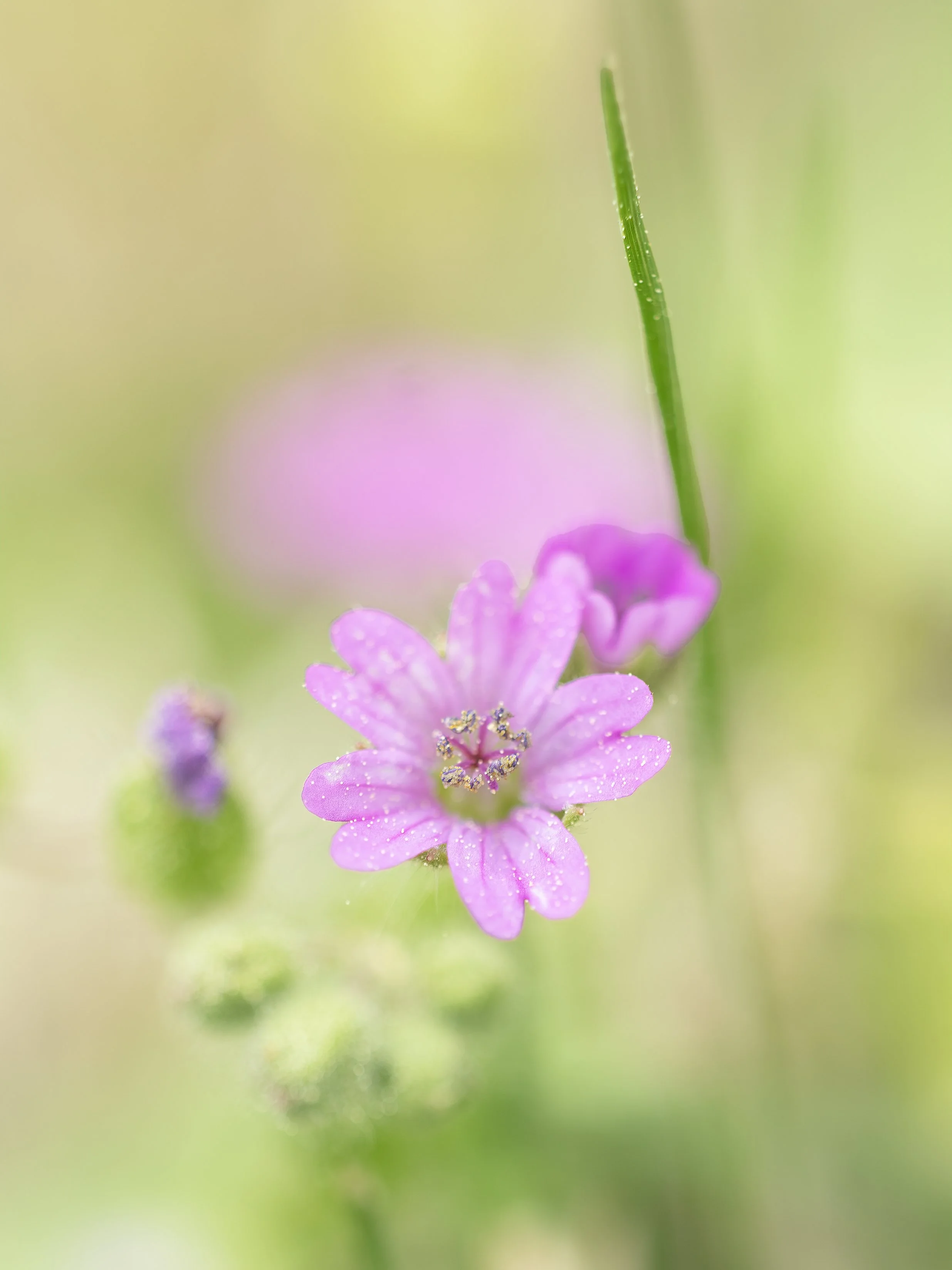Tiny pink field flower.