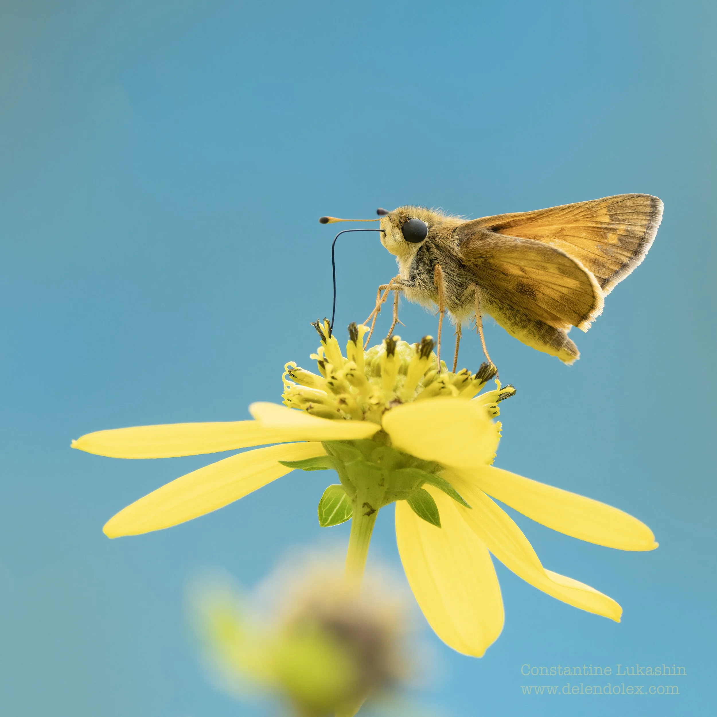 Fiery Skipper butterfly, Mariners park, Virginia.