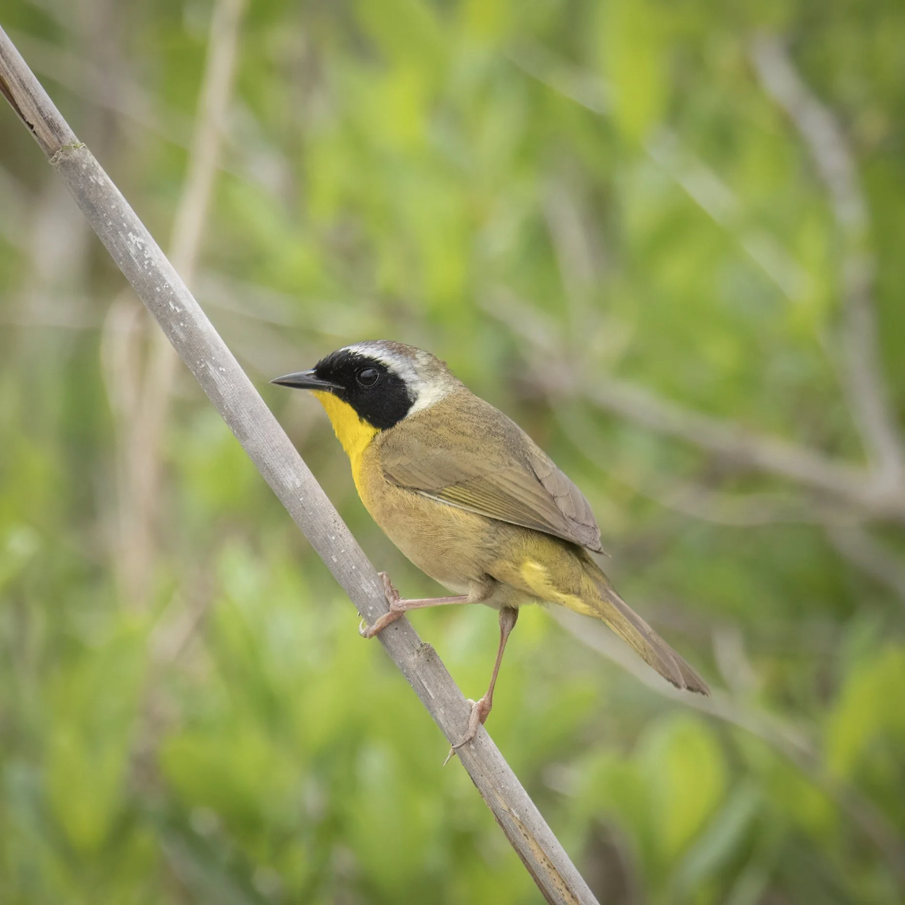 Male Common Yellowthroat, Outer Banks, North Carolina.