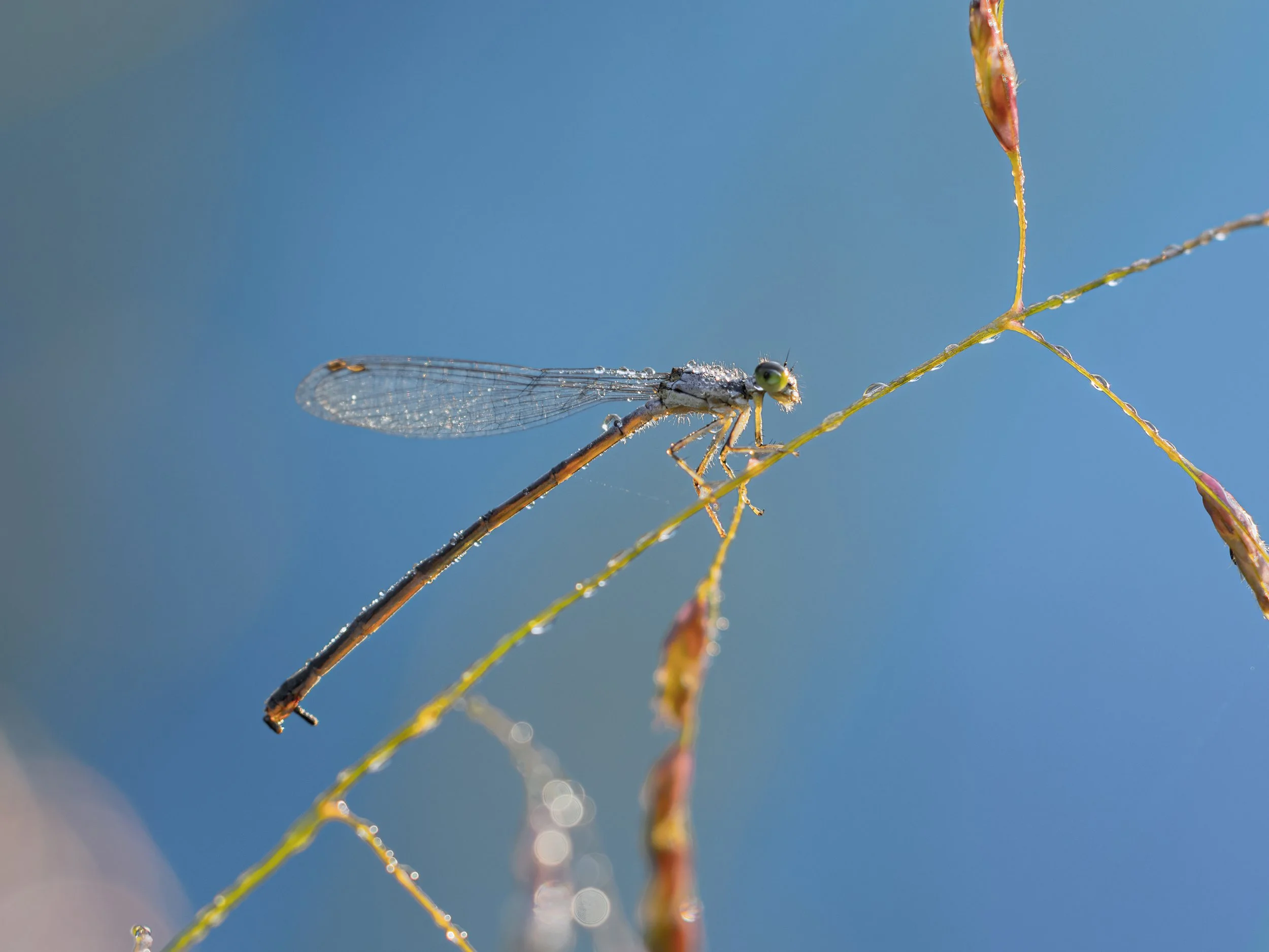 Tiny damselfly covered in morning dew.
