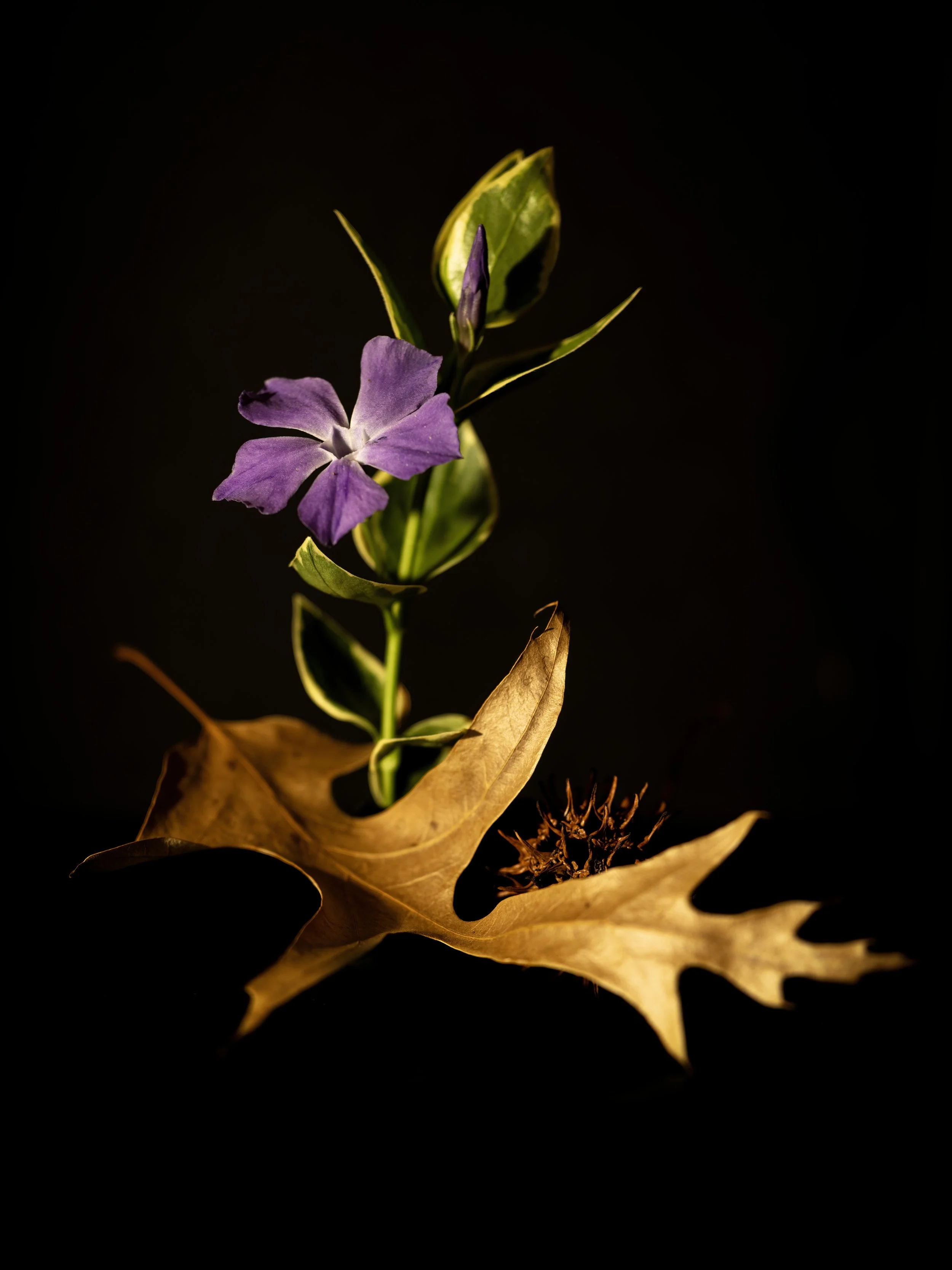 Blue Periwinkle and Old Friends.