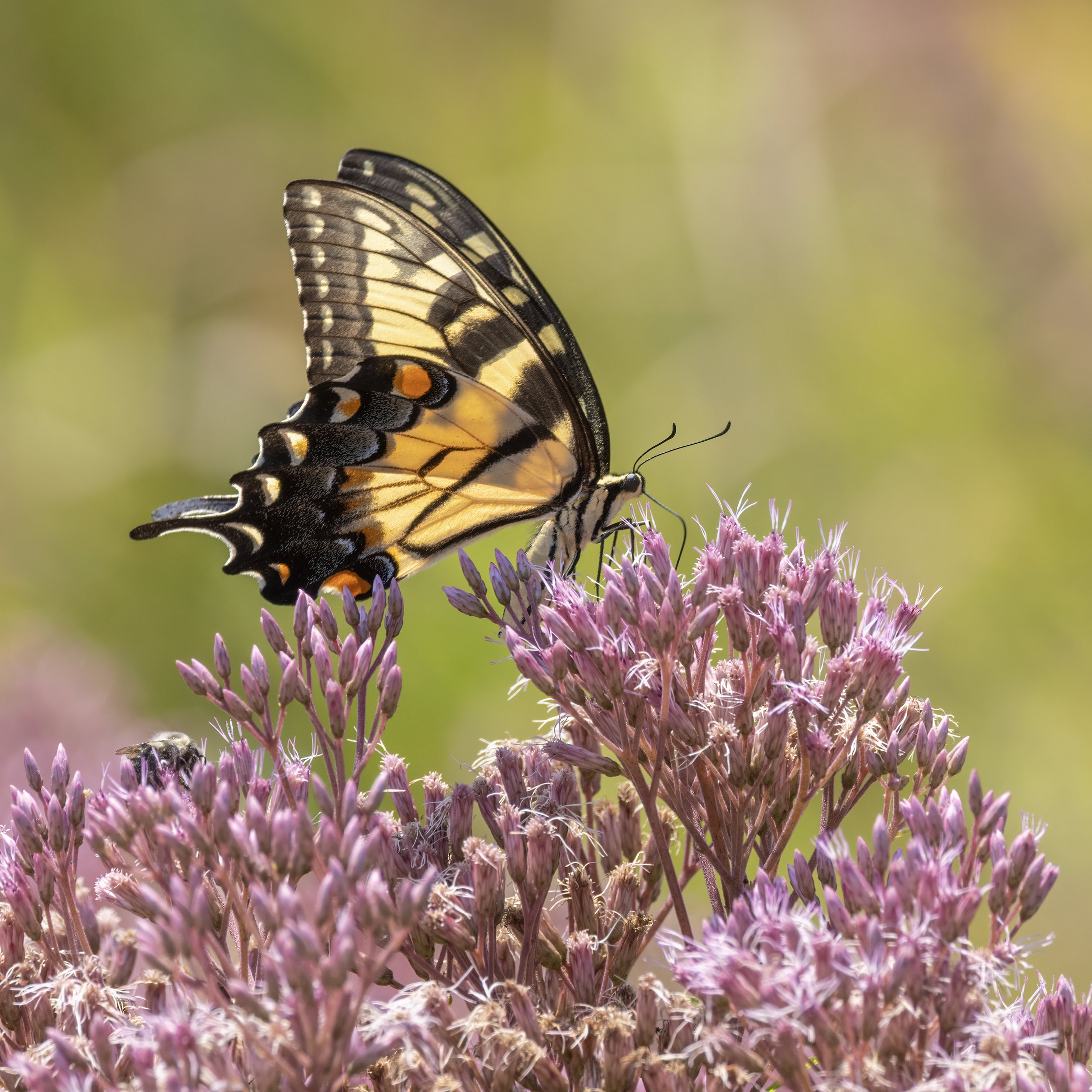 Yellow tiger swallowtail butterfly.