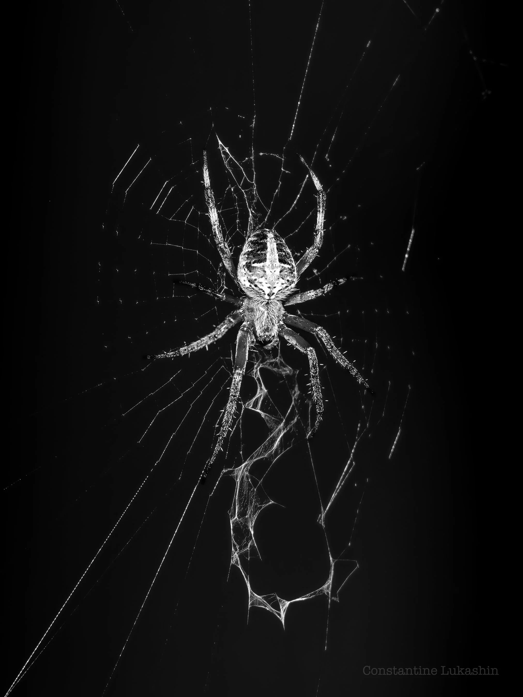 American House spider and orb design (1).